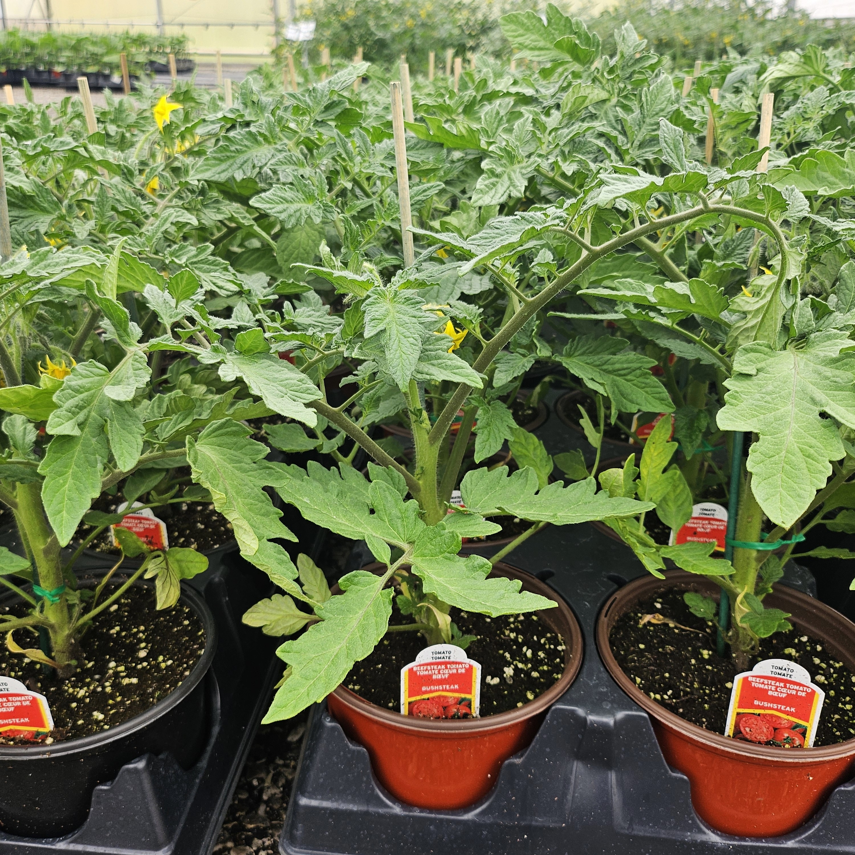 Lycopersicon esculentum 'Bush Steak' - Tomato from Hillcrest Nursery