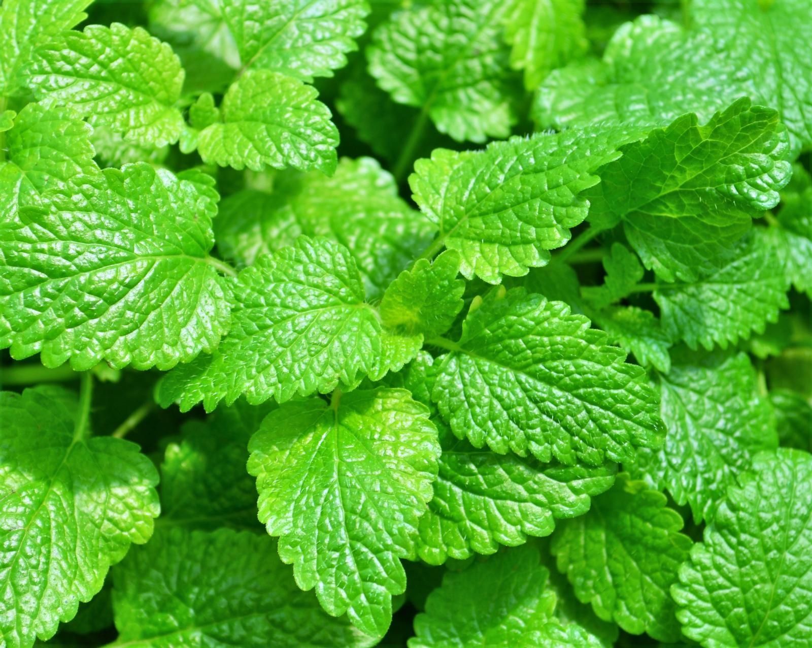 Melissa officinalis 'Lemon Balm' - Balm Lemon - Finished from Hillcrest Nursery