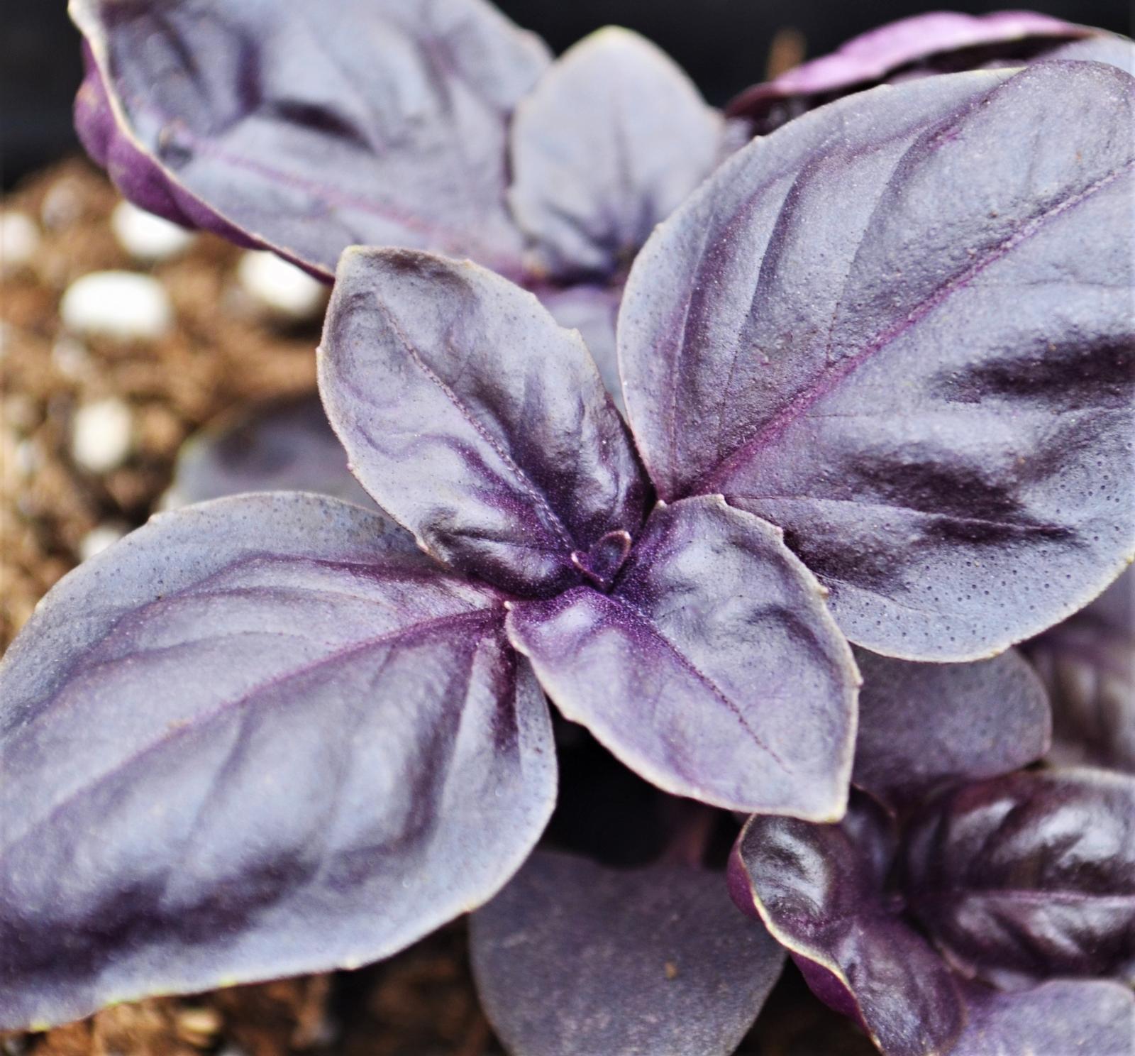 Ocimum basilicum 'Amethyst' - Basil - Finished from Hillcrest Nursery