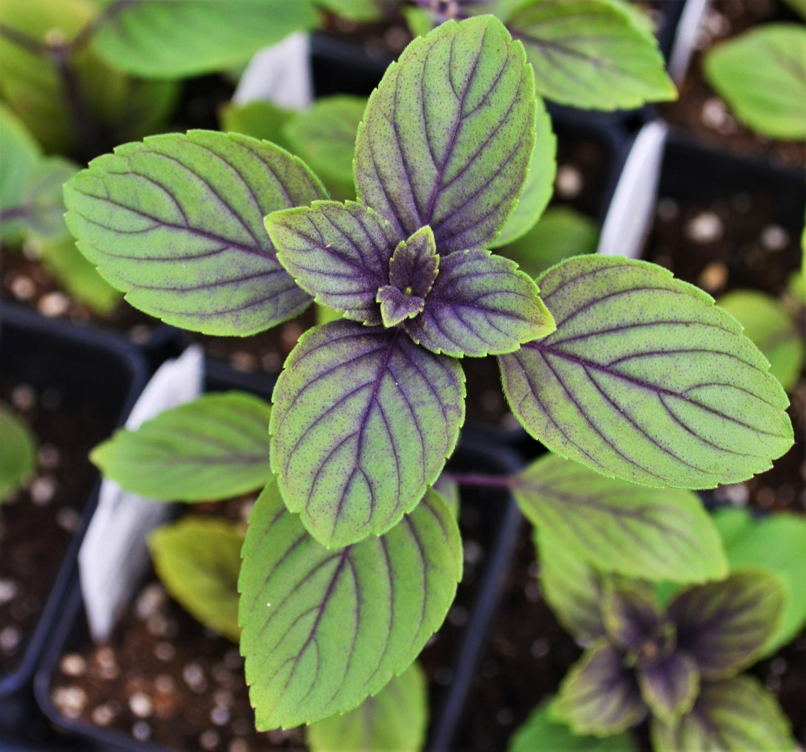 Ocimum kilimandscharicum x basilicum 'African Blue' - Basil - Finished from Hillcrest Nursery