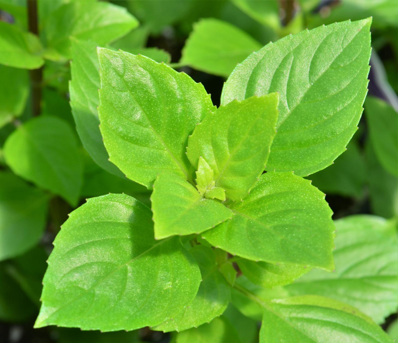 Ocimum x citriodorum 'Greek Columnar' - Basil - Finished from Hillcrest Nursery