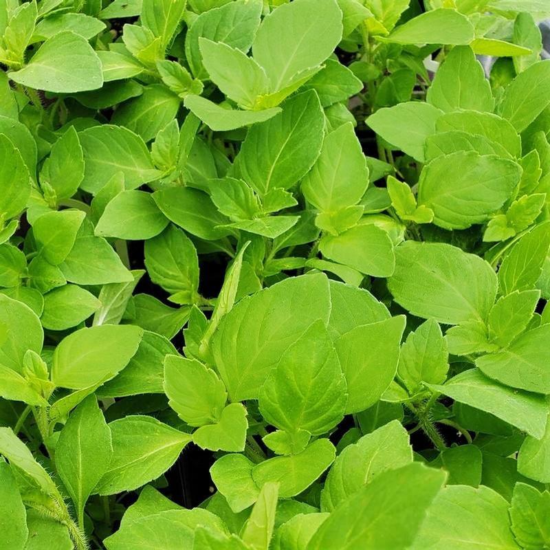 Ocimum africanum 'Holy - Kapoor Tulsi' - Basil - Cellpack from Hillcrest Nursery