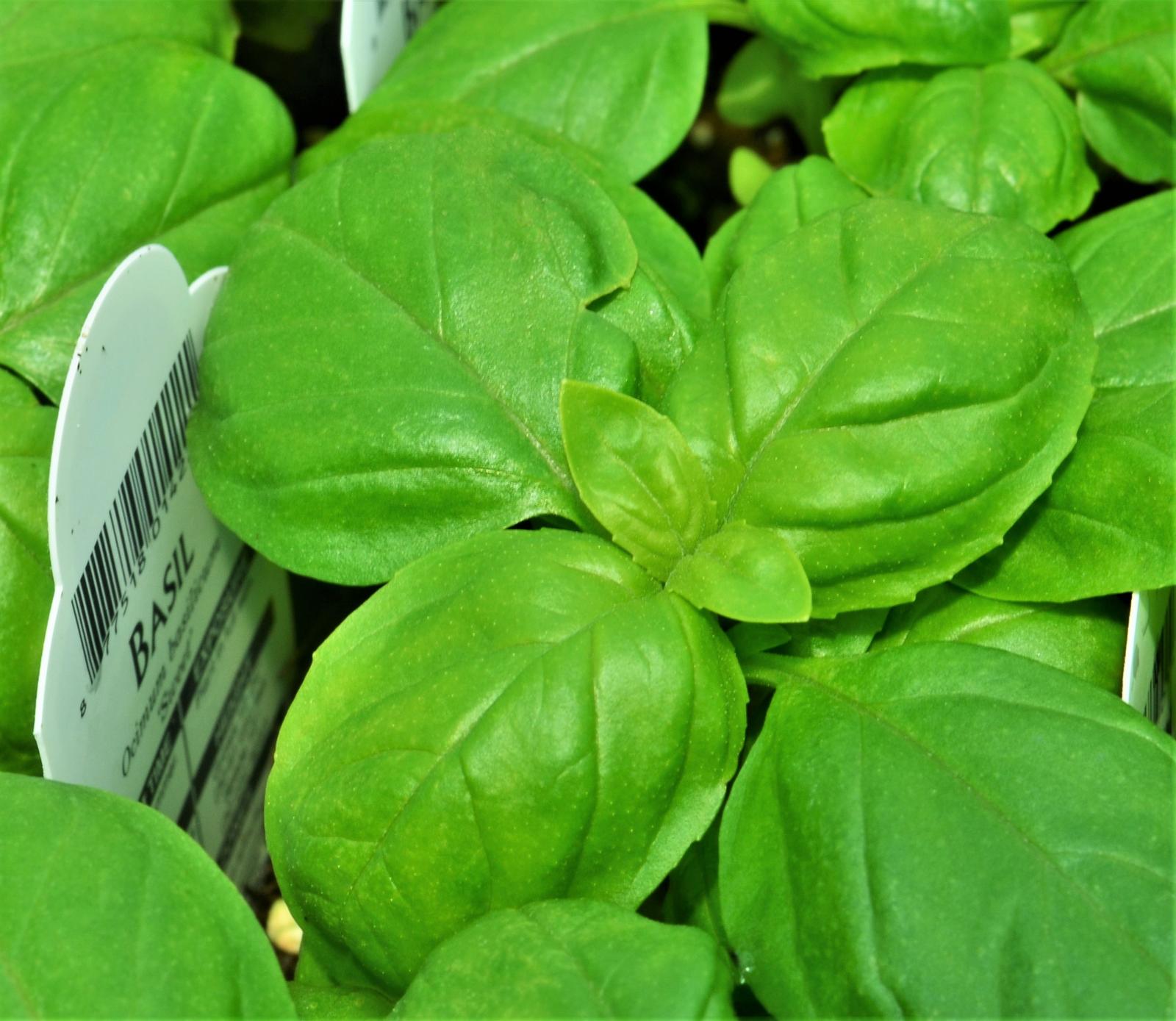 Ocimum basilicum 'Sweet' - Basil - Finished from Hillcrest Nursery