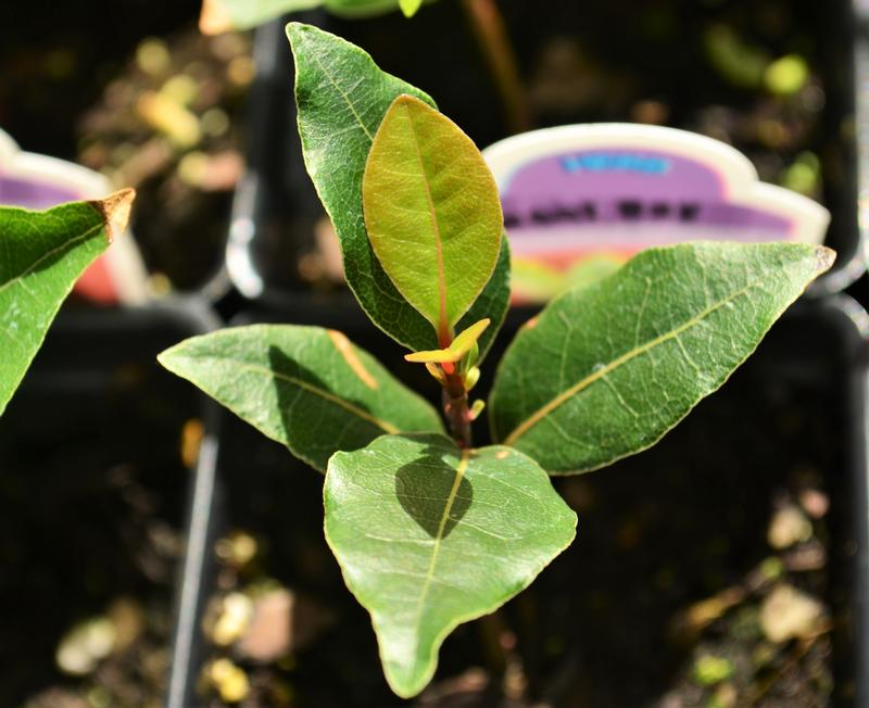 Laurus nobilis 'Bay' - Bay Leaf - Finished from Hillcrest Nursery