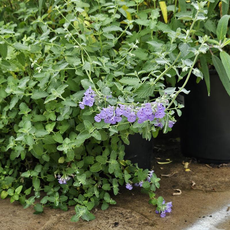 Nepeta racemosa 'Blue Wonder' - Catmint - Finished from Hillcrest Nursery