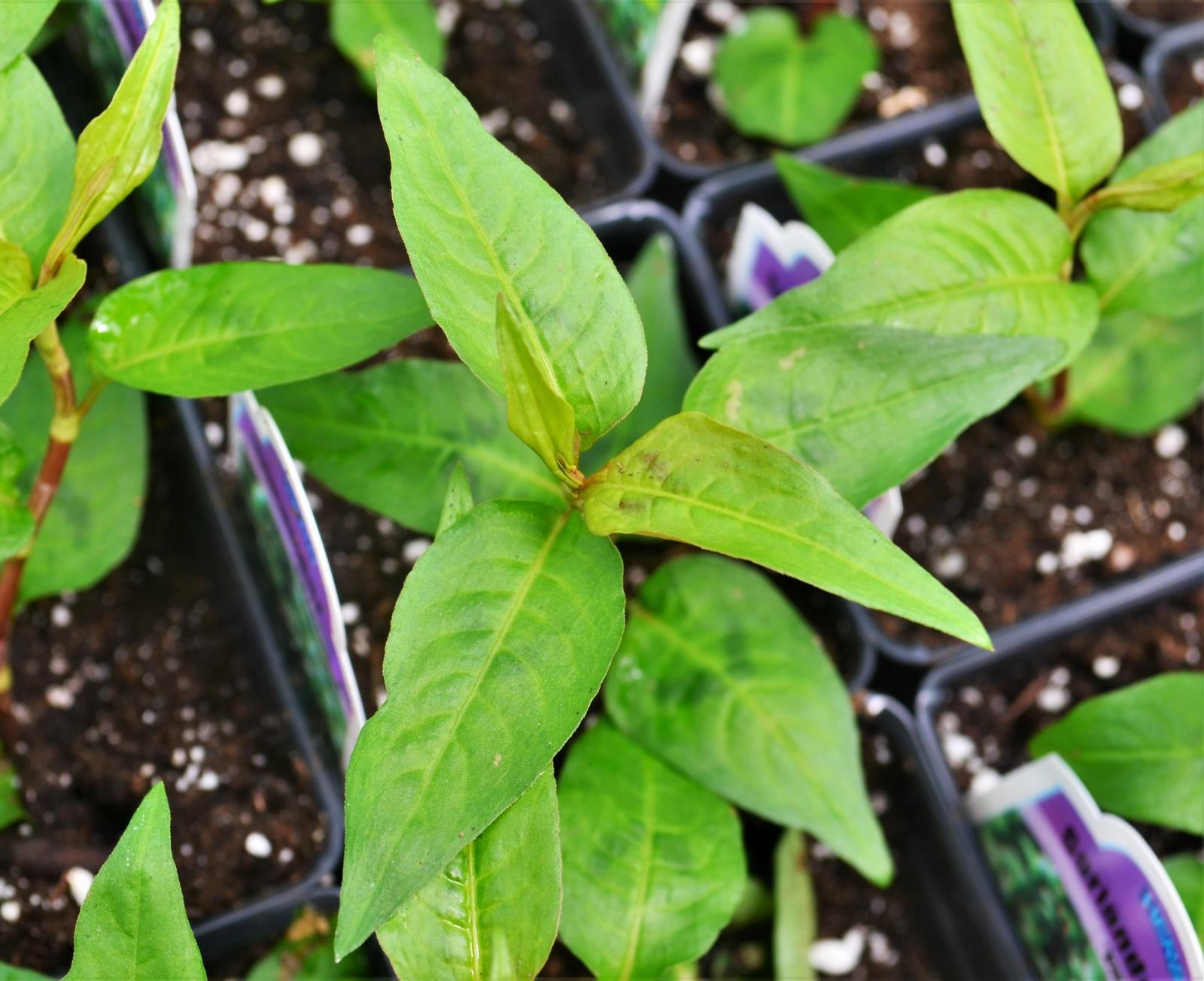 Persicaria odorata 'Vietnamese' - Coriander Vietnamese - Finished from Hillcrest Nursery