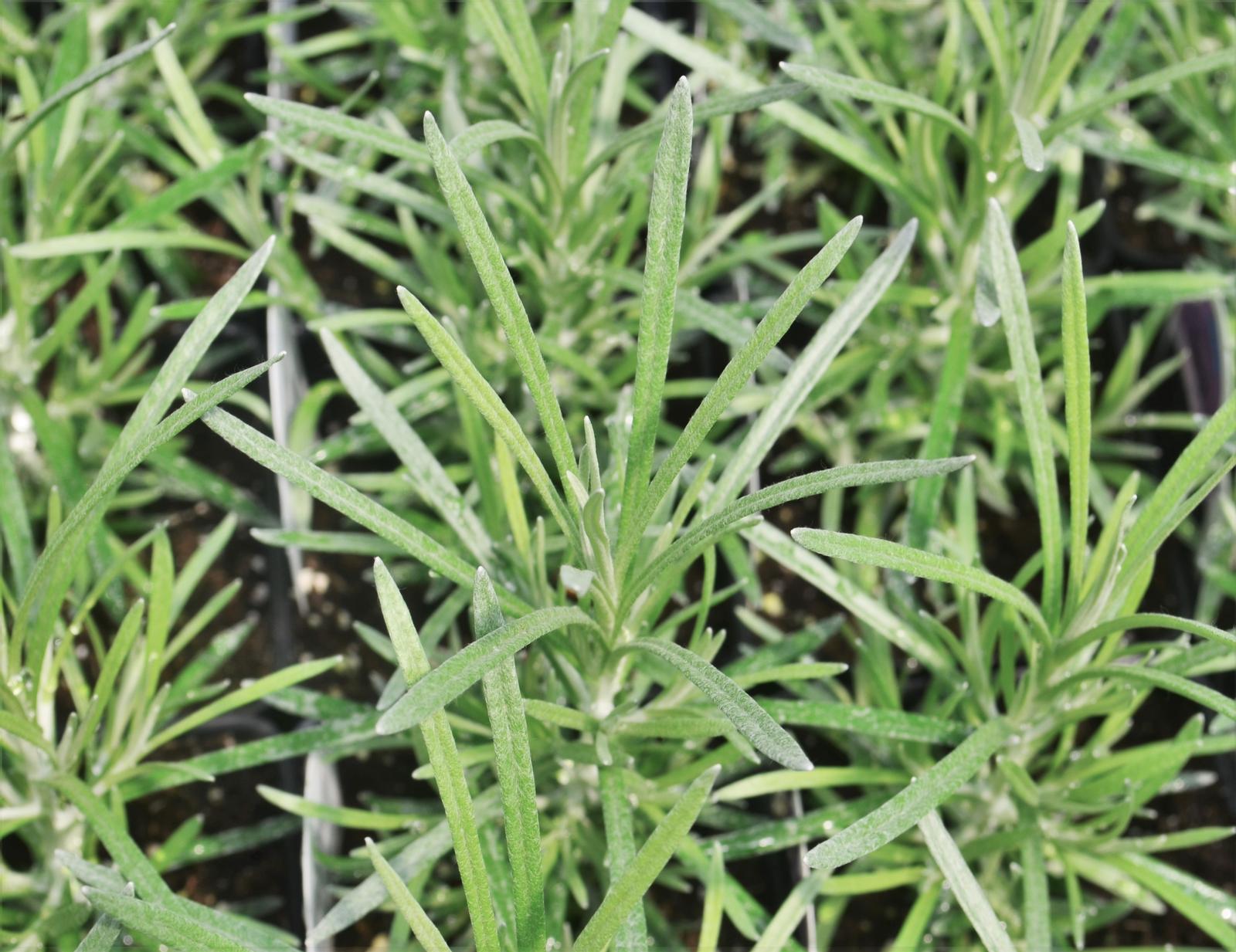 Helichrysum italicum 'Curry' - Curry - Finished from Hillcrest Nursery