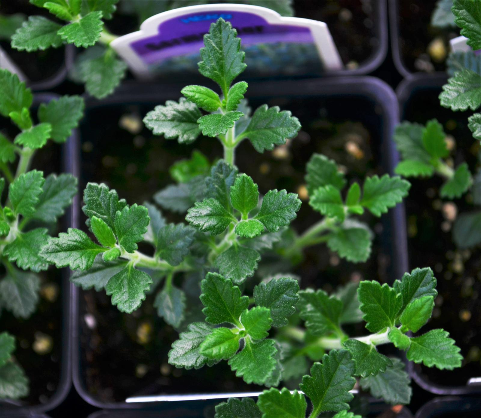 Teucrium chamaedrys - Germander Upright - Finished from Hillcrest Nursery