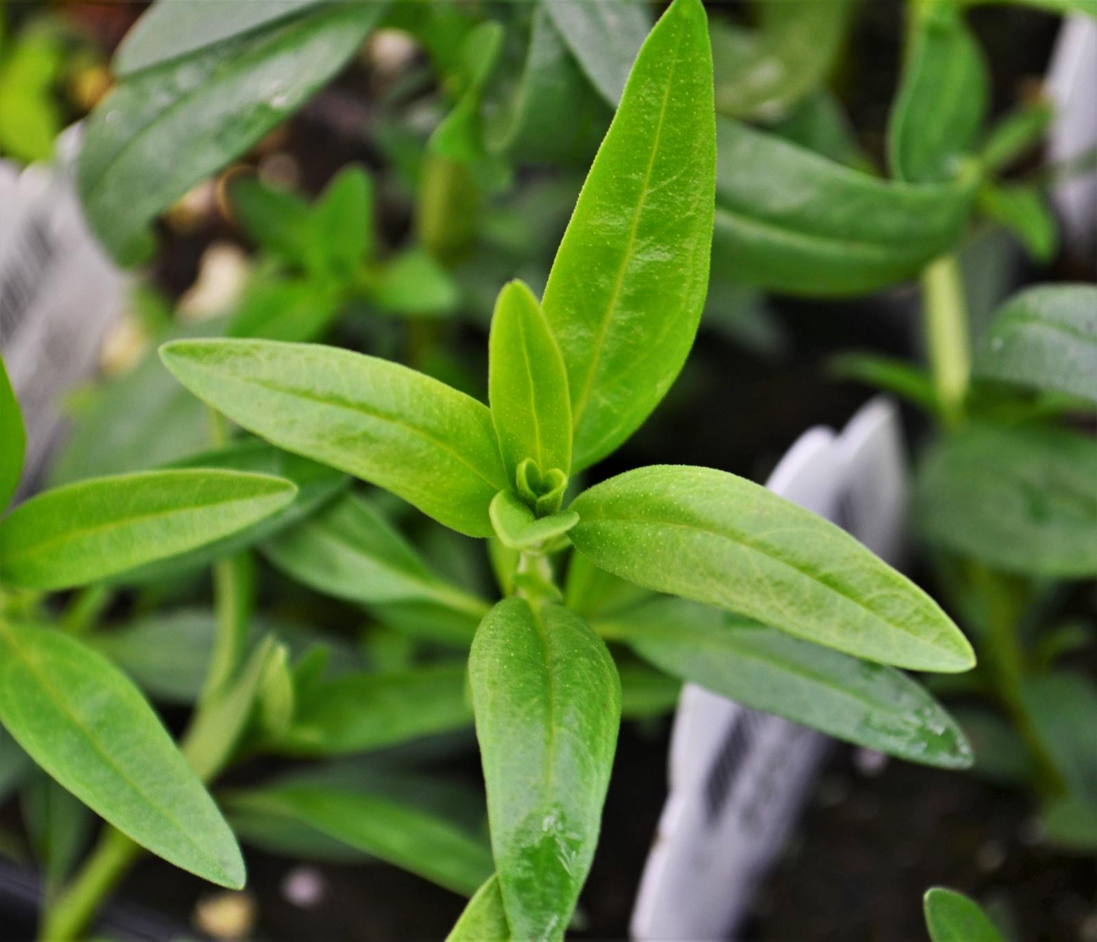 Hyssopus officinalis 'Blue' - Hyssop - Finished from Hillcrest Nursery