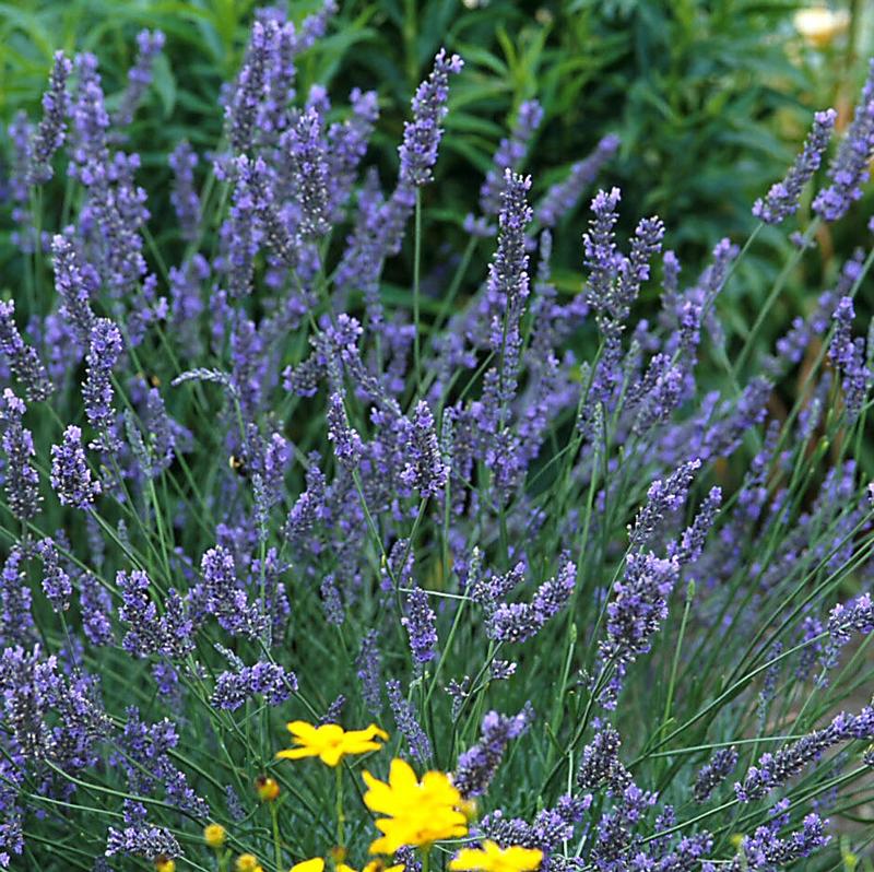 Lavandula x intermedia 'Grosso - Fat Spike' - Lavender - Finished from Hillcrest Nursery