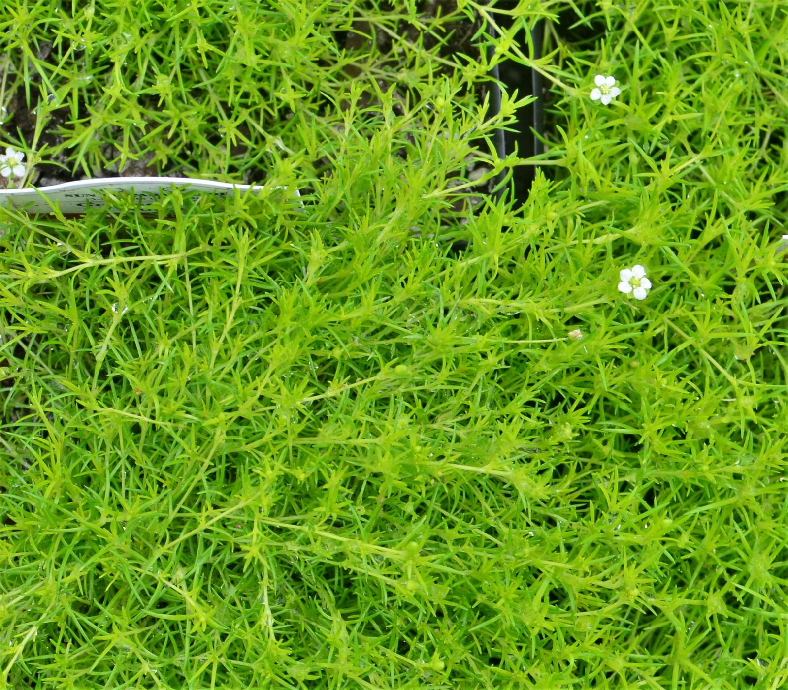 Sagina subulata 'Scottish' - Moss Scotch from Hillcrest Nursery