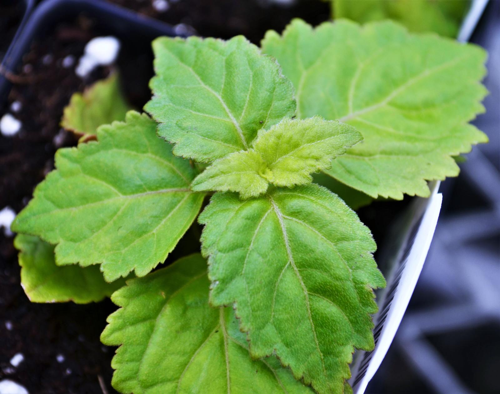 Pogostemon cablin 'Patchouli' - Patchouli - Finished from Hillcrest Nursery