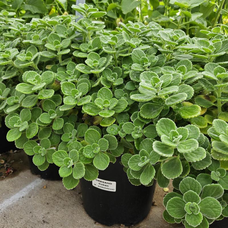 Plectranthus amboinicus 'Cuban' - Oregano Cuban - Finished from Hillcrest Nursery