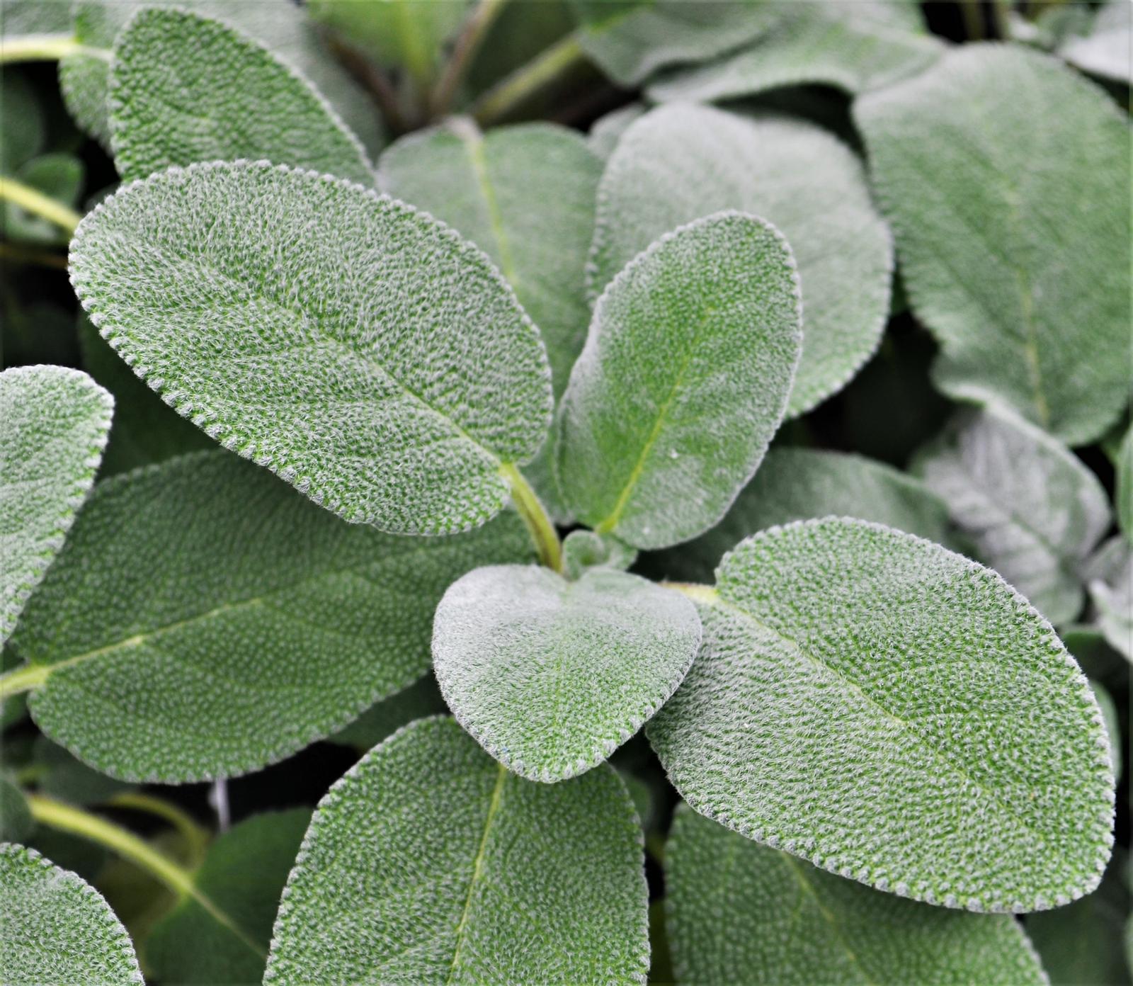 Salvia officinalis 'Berggarten' - Sage - Finished from Hillcrest Nursery