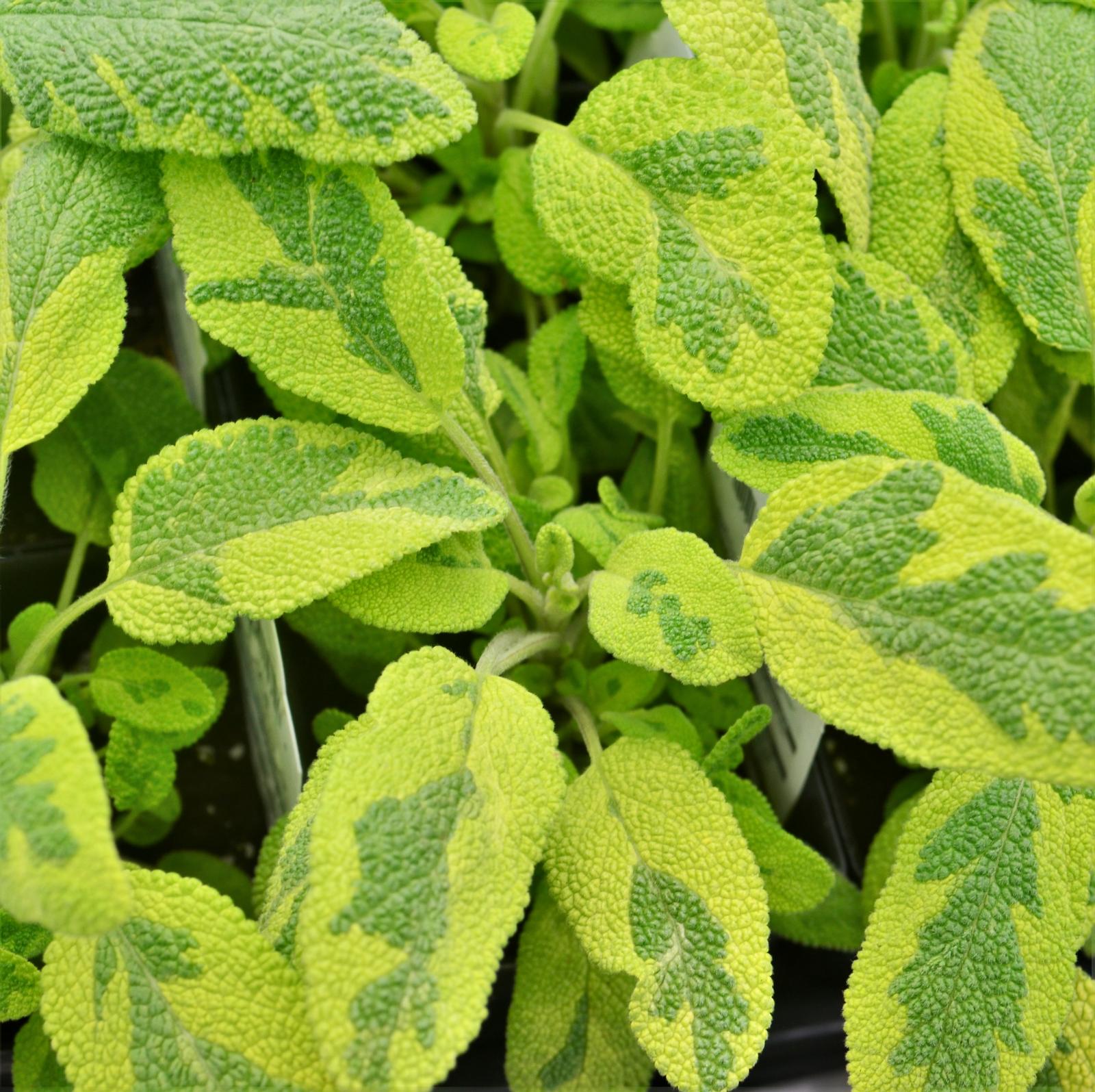 Salvia officinalis 'Golden Variegated' - Sage - Finished from Hillcrest Nursery