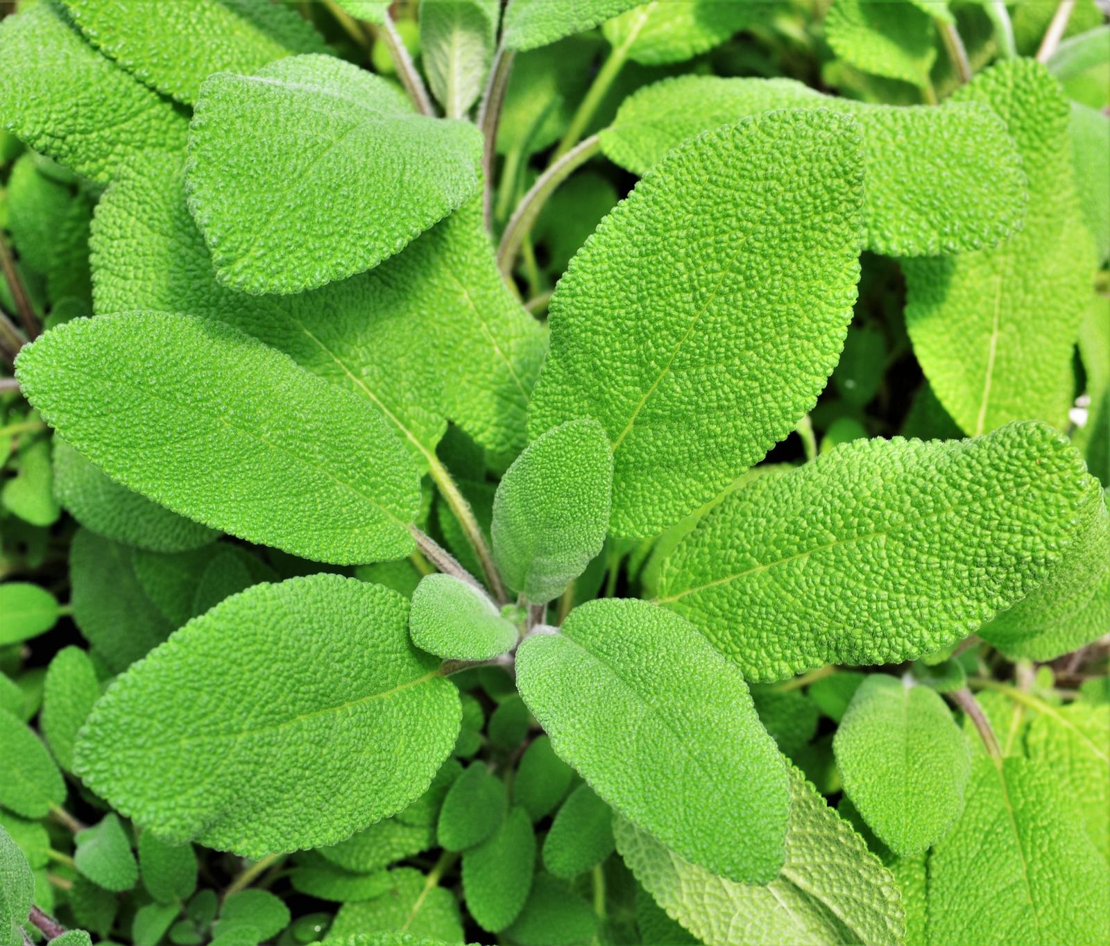 Salvia officinalis 'Grower's Friend' - Sage - Finished from Hillcrest Nursery