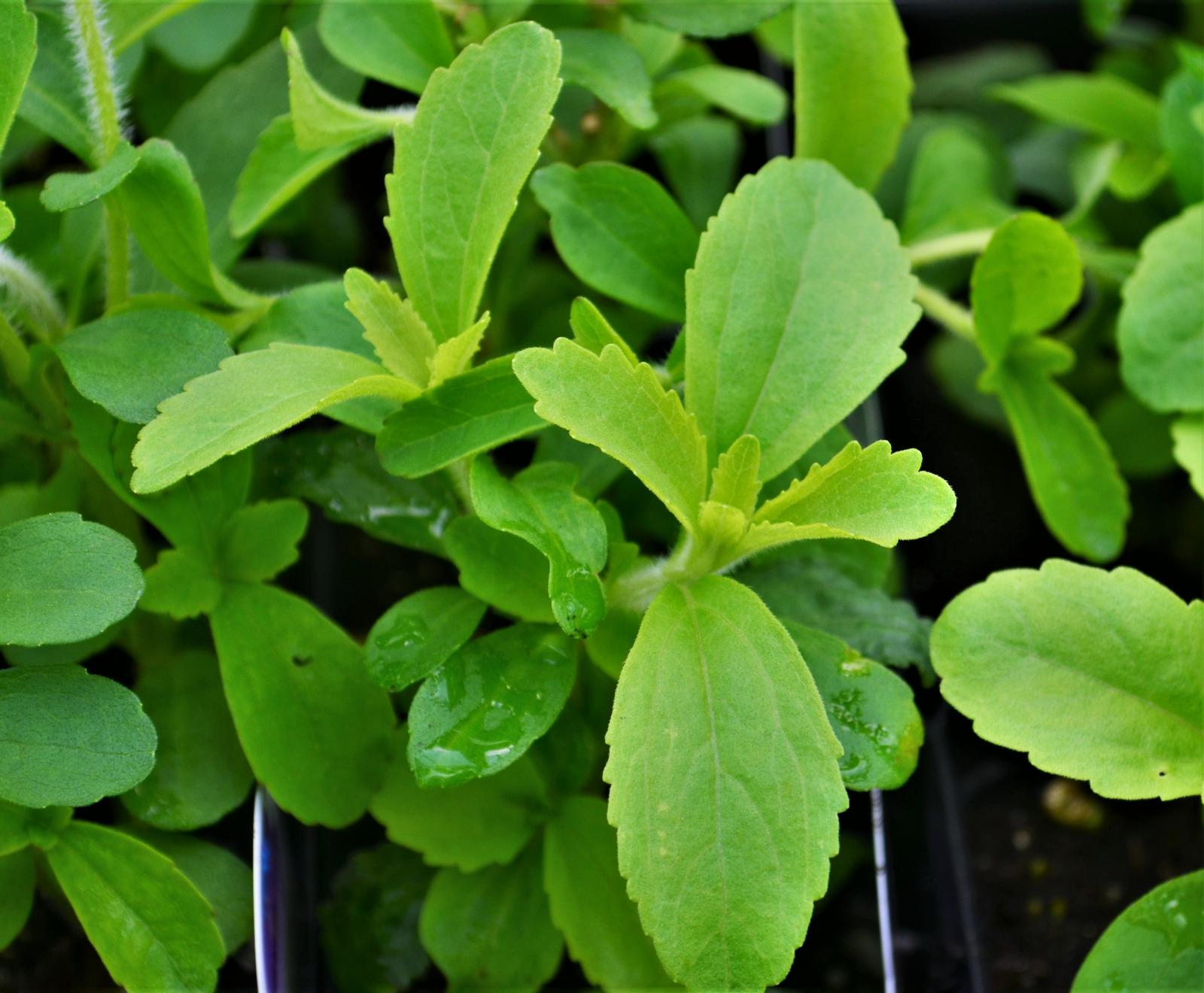 Stevia rebaudiana 'Stevia' - Stevia - Finished from Hillcrest Nursery