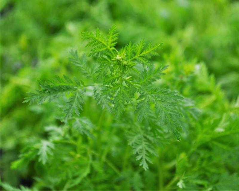 Sweet Annie - Finished Artemisia annua from Hillcrest Nursery