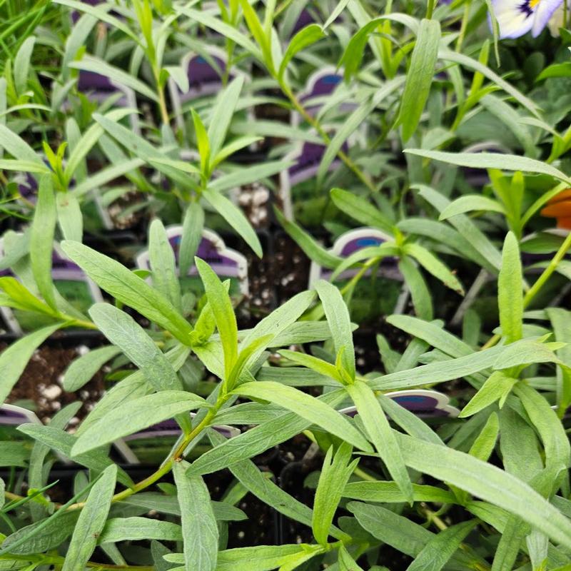 Artemisia dracunculus - Tarragon French - Finished from Hillcrest Nursery