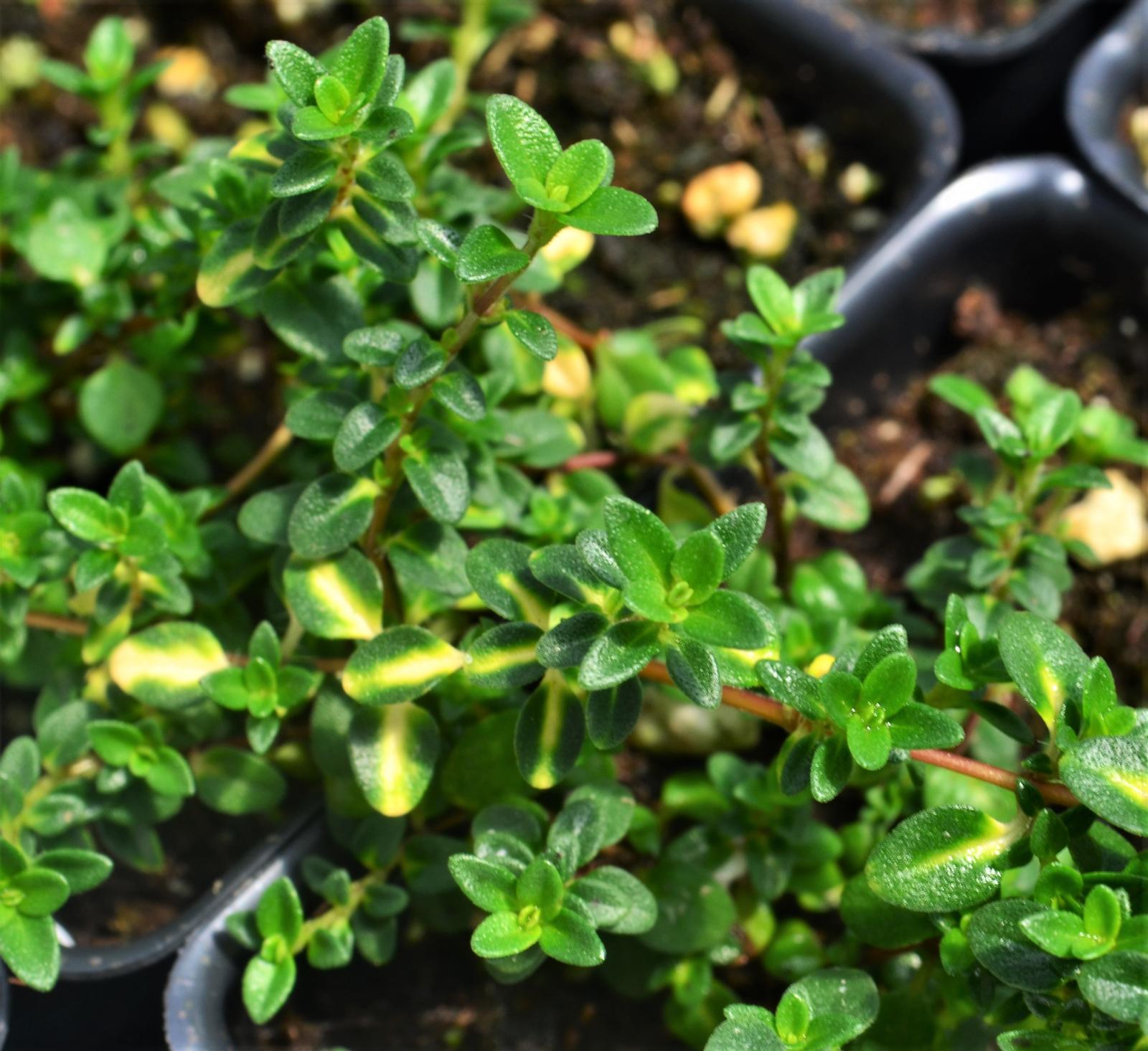 Thymus x citriodorus 'Doone Valley' - Thyme - Finished from Hillcrest Nursery