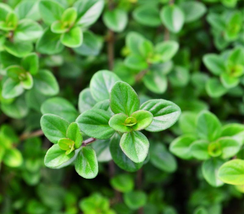 Thymus vulgaris 'English' - Thyme - Finished from Hillcrest Nursery