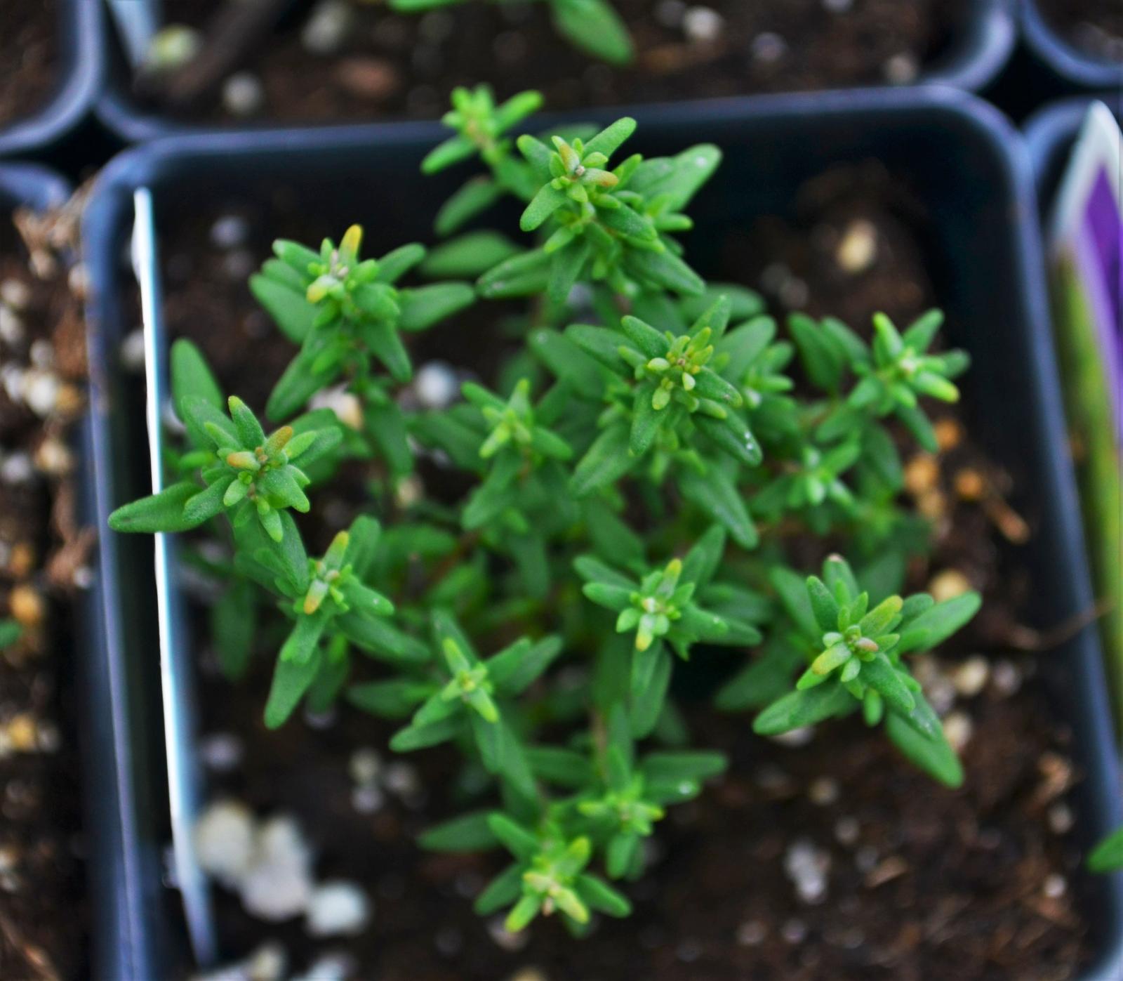 Thymus vulgaris 'Faustinoi' - Thyme - Finished from Hillcrest Nursery