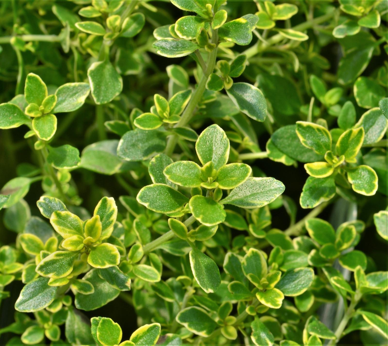 Thymus x citriodorus 'Golden Variegated' - Thyme - Finished from Hillcrest Nursery