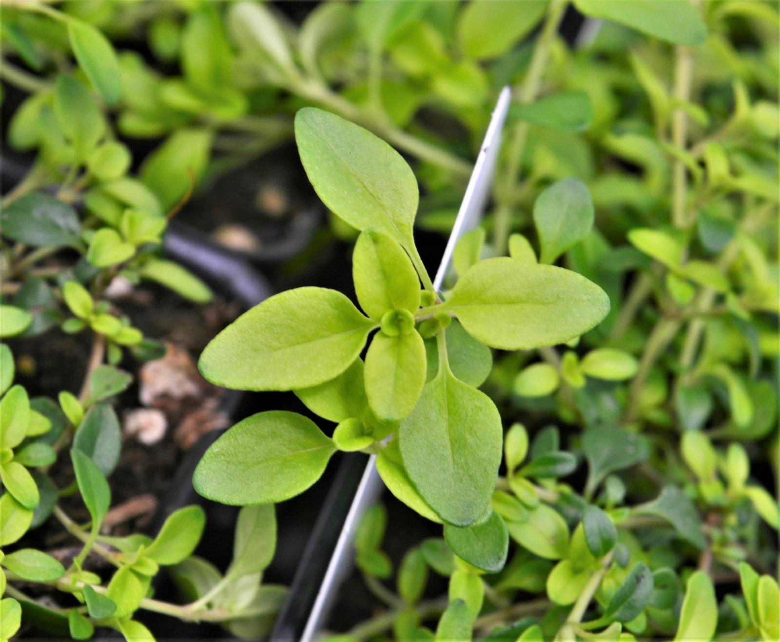 Thymus x citriodorus 'Lime Golden' - Thyme - Finished from Hillcrest Nursery