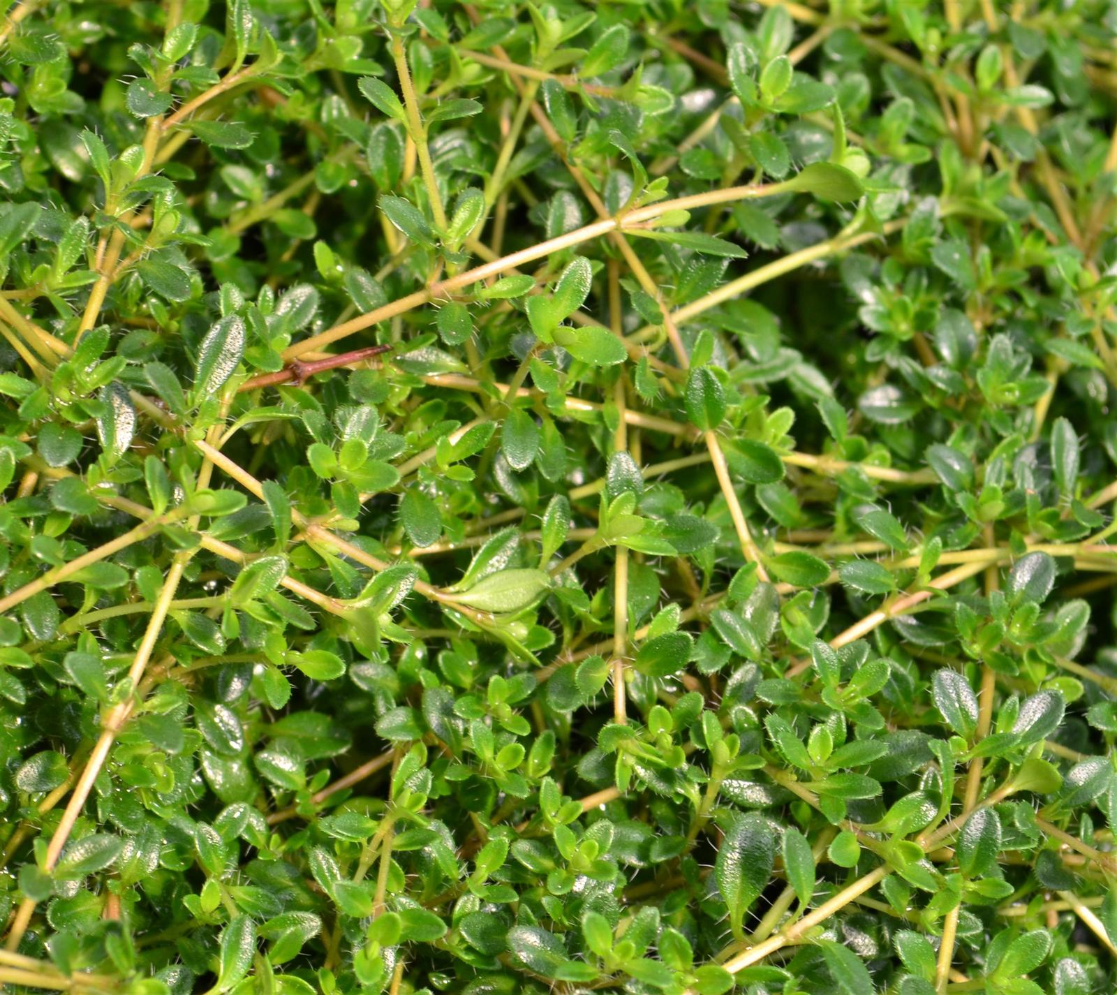 Thymus serpyllum 'Mother of Red' - Thyme - Finished from Hillcrest Nursery