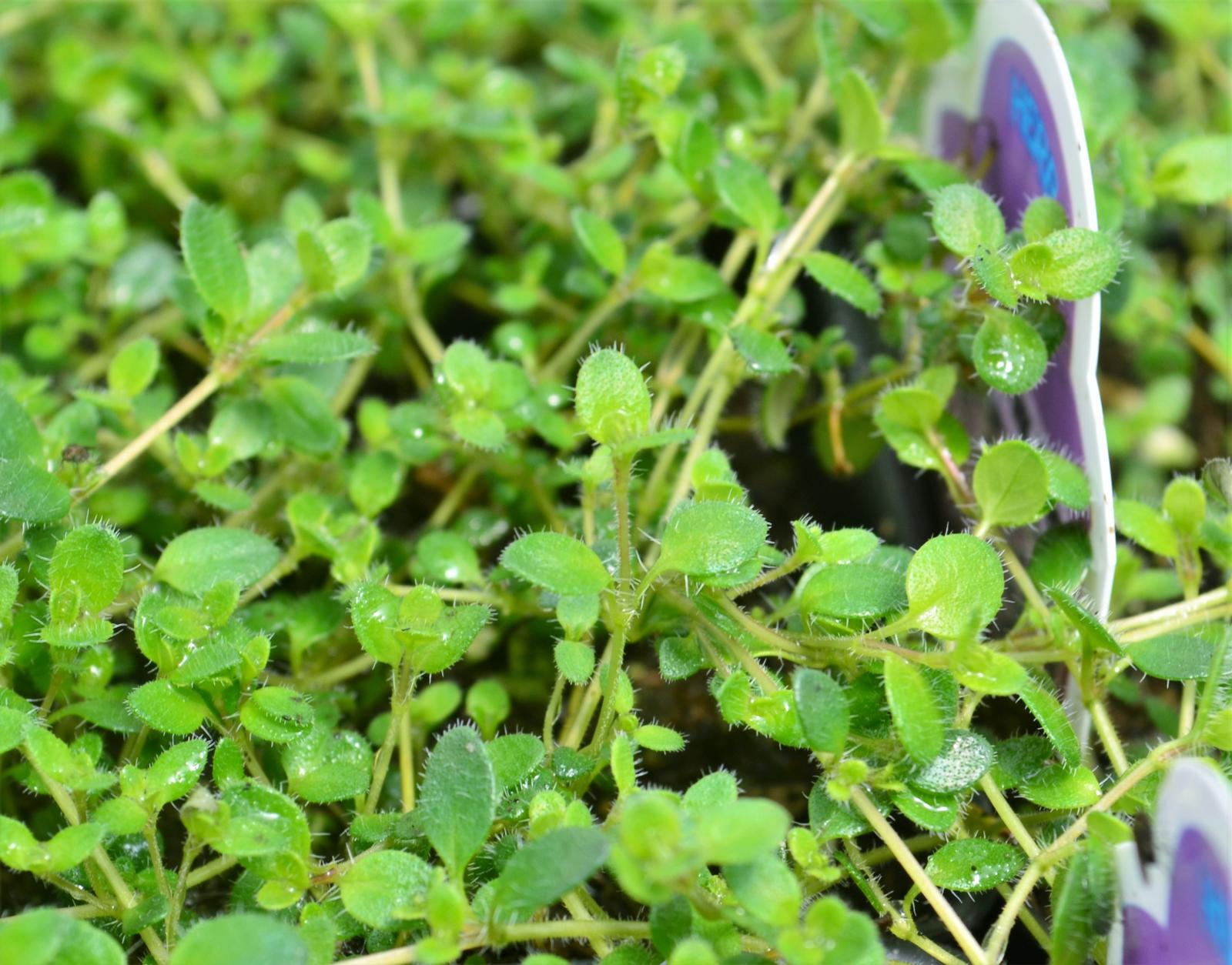 Thymus serpyllum 'Pink Chintz' - Thyme - Finished from Hillcrest Nursery