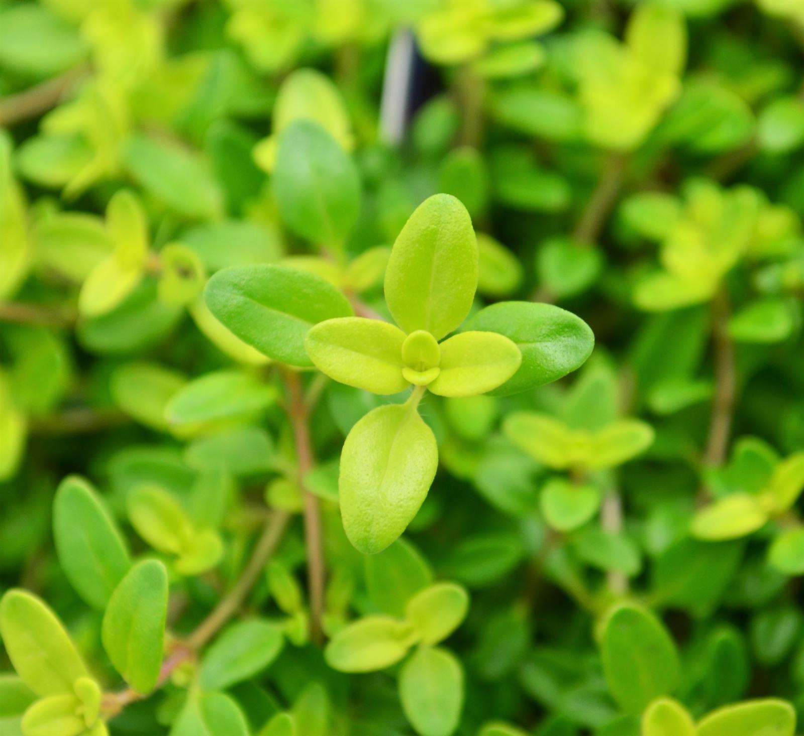 Thymus vulgaris 'Transparant Yellow' - Thyme - Finished from Hillcrest Nursery