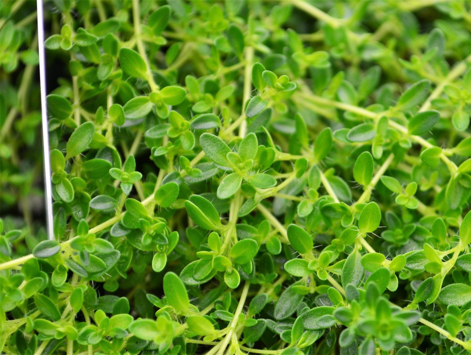 Thymus serpyllum 'White Creeping' - Thyme - Finished from Hillcrest Nursery