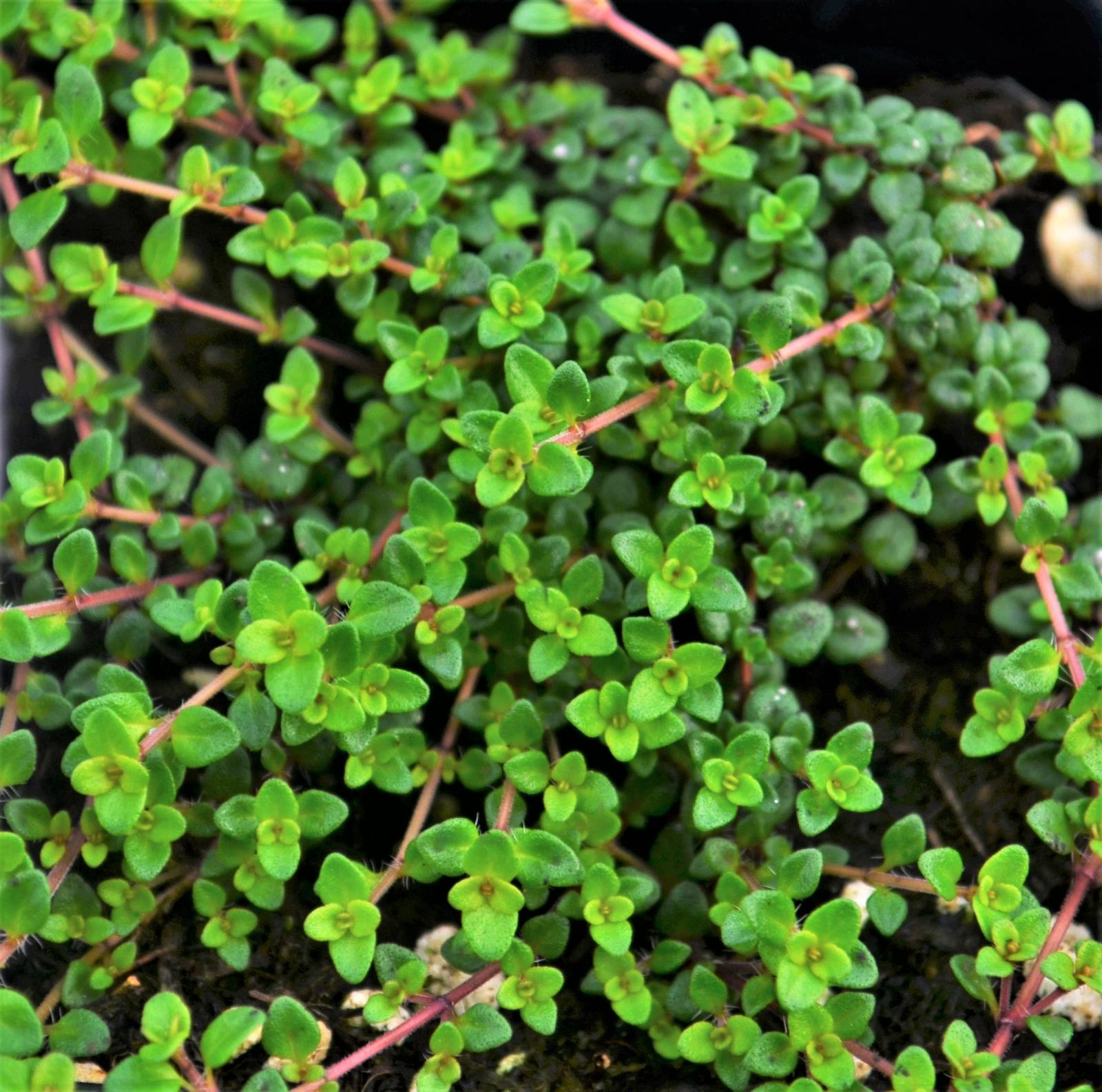 Thymus 'Caborn Wine and Roses' - Thyme - Finished from Hillcrest Nursery