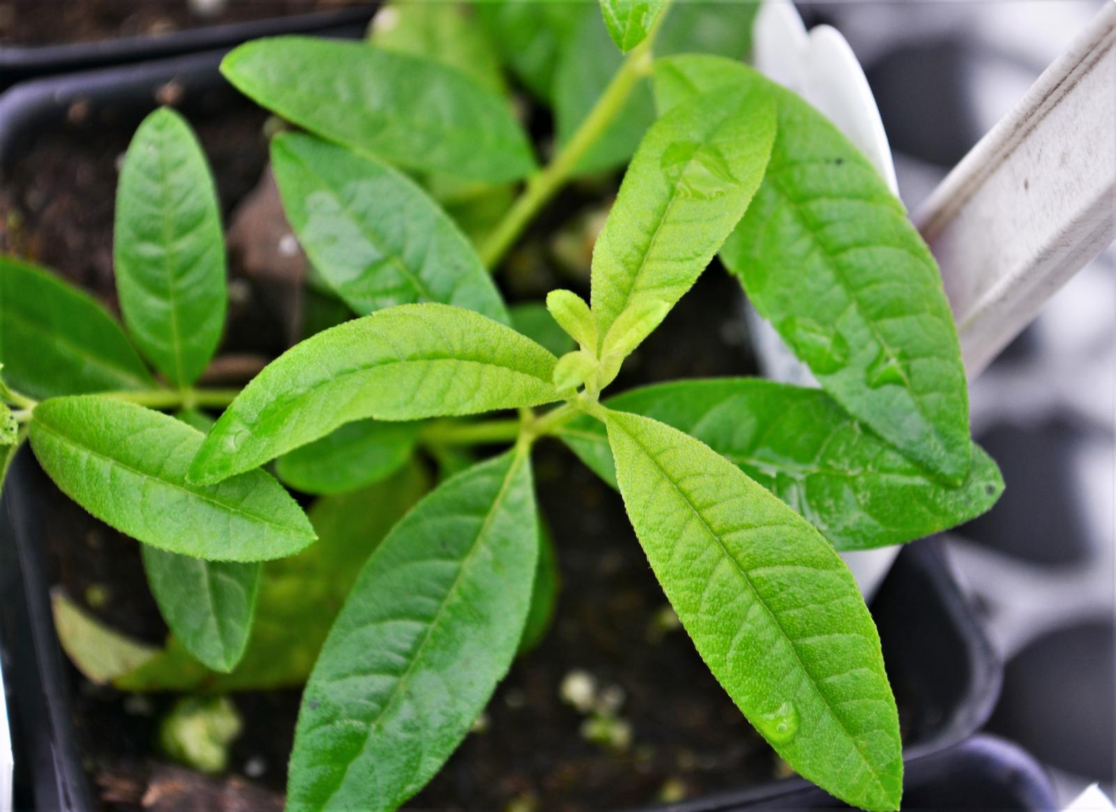 Aloysia triphylla - Lemon Verbena - Finished from Hillcrest Nursery