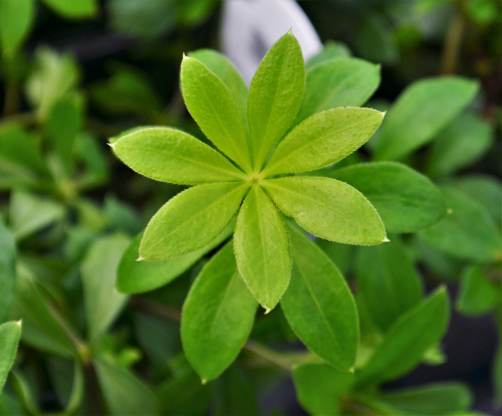 Galium odoratum 'Sweet' - Woodruff Sweet - Finished from Hillcrest Nursery