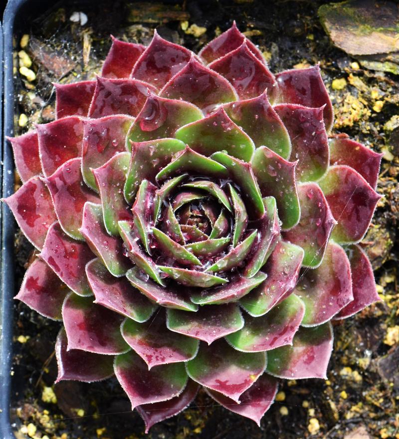 Sempervivum 'Hopewell' - Hens and Chicks from Hillcrest Nursery