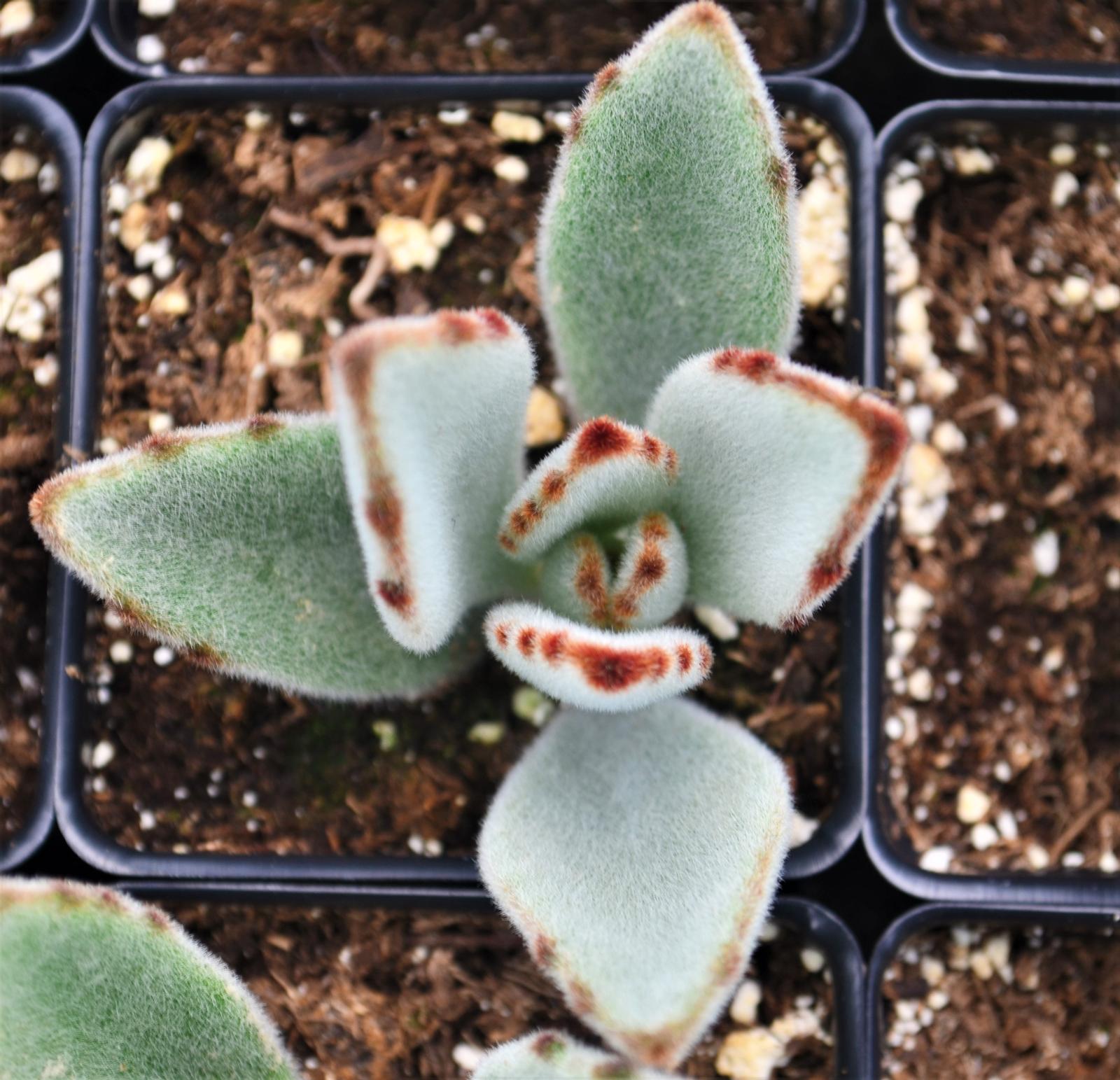 Kalanchoe tomentosa - Kalanchoe from Hillcrest Nursery