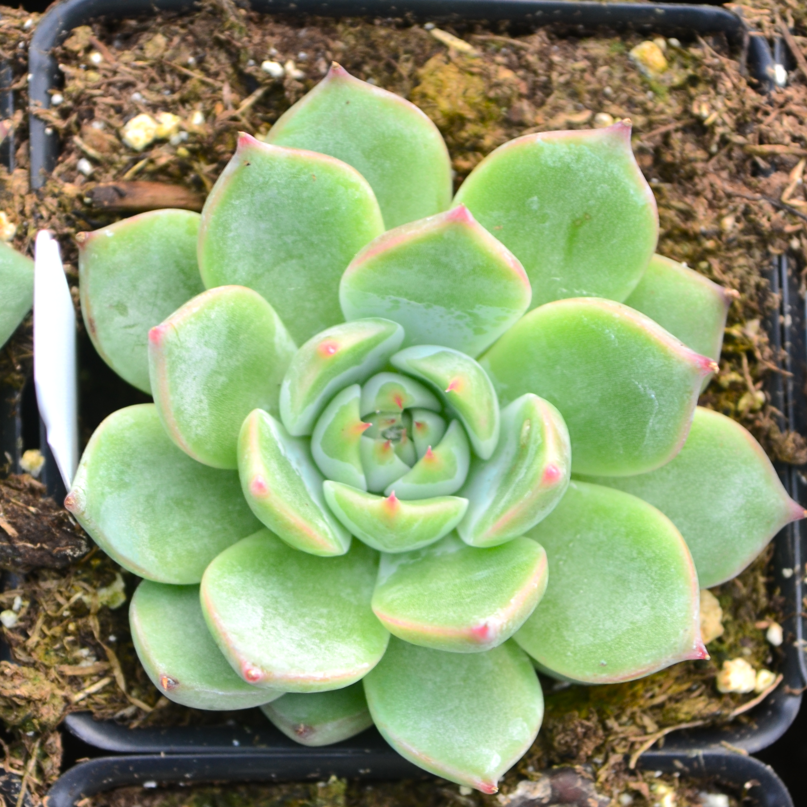 Echeveria 'Parva' - Echeveria from Hillcrest Nursery
