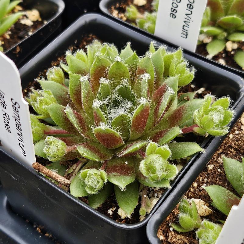 Sempervivum 'Jade Rose' - Hens and Chicks from Hillcrest Nursery