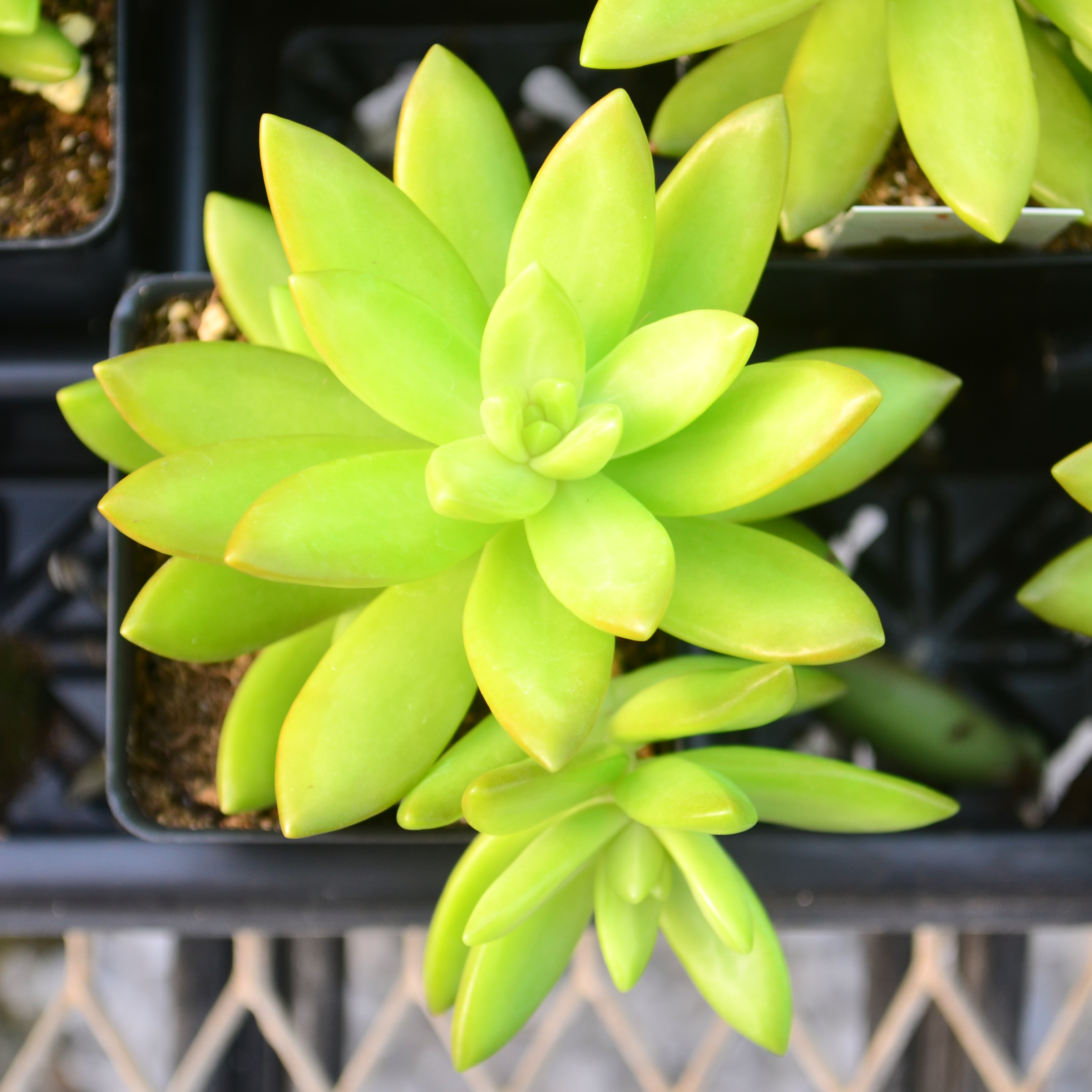 Sedum nussbaumerianum - Stonecrop from Hillcrest Nursery