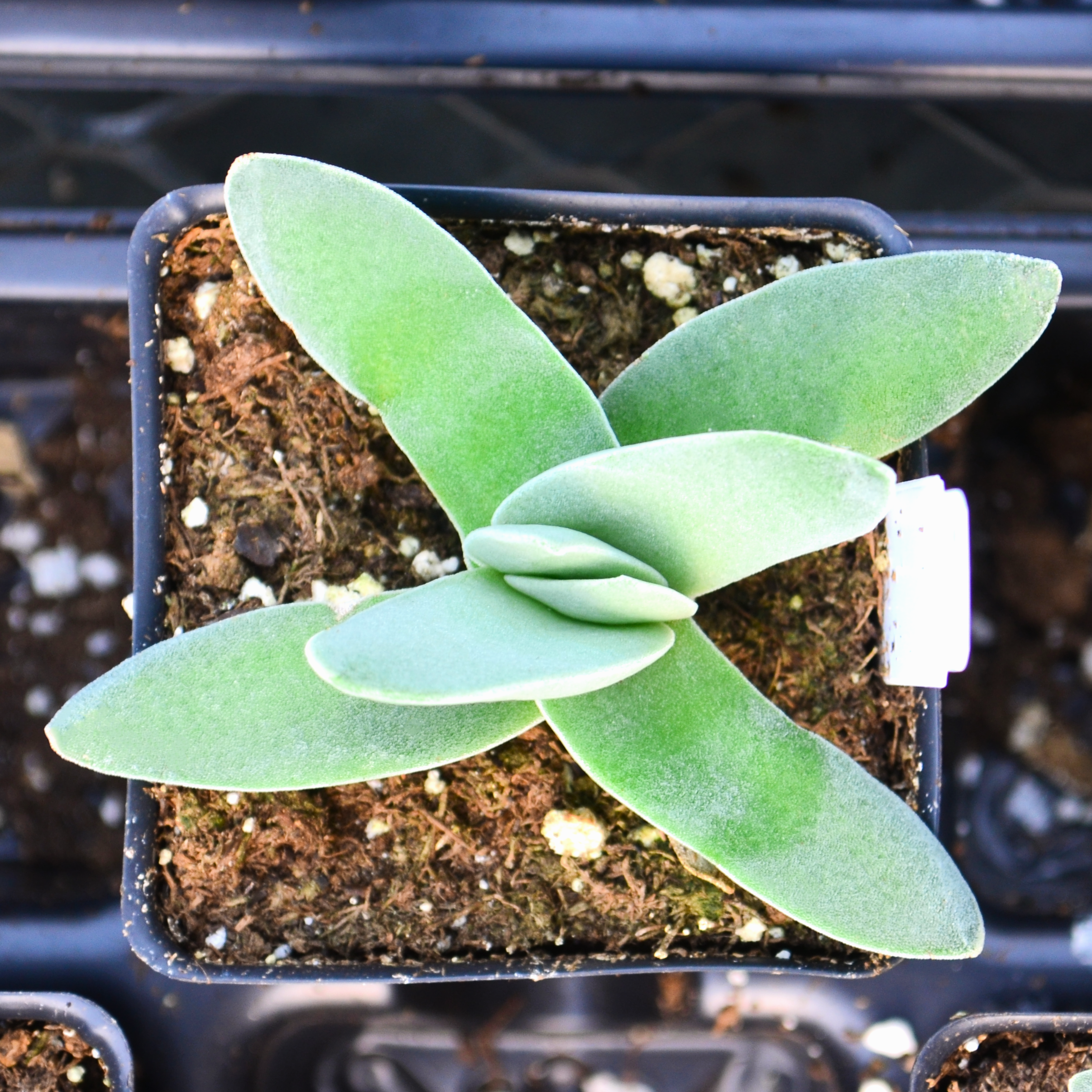 Crassula falcata - Propeller Plant from Hillcrest Nursery