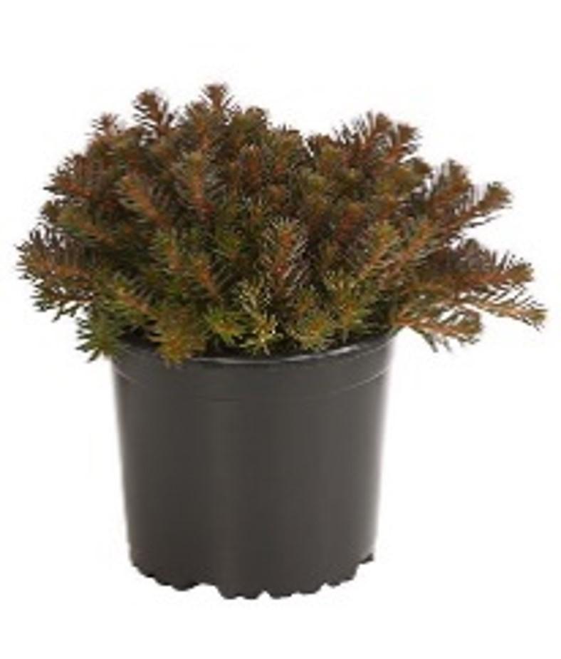 Sedum hakonense 'Chocolate Ball' - Stonecrop from Hillcrest Nursery