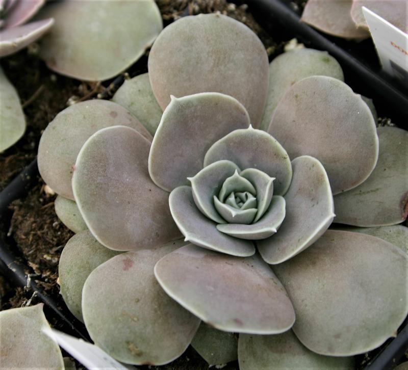 Echeveria difractens - Echeveria difractens from Hillcrest Nursery