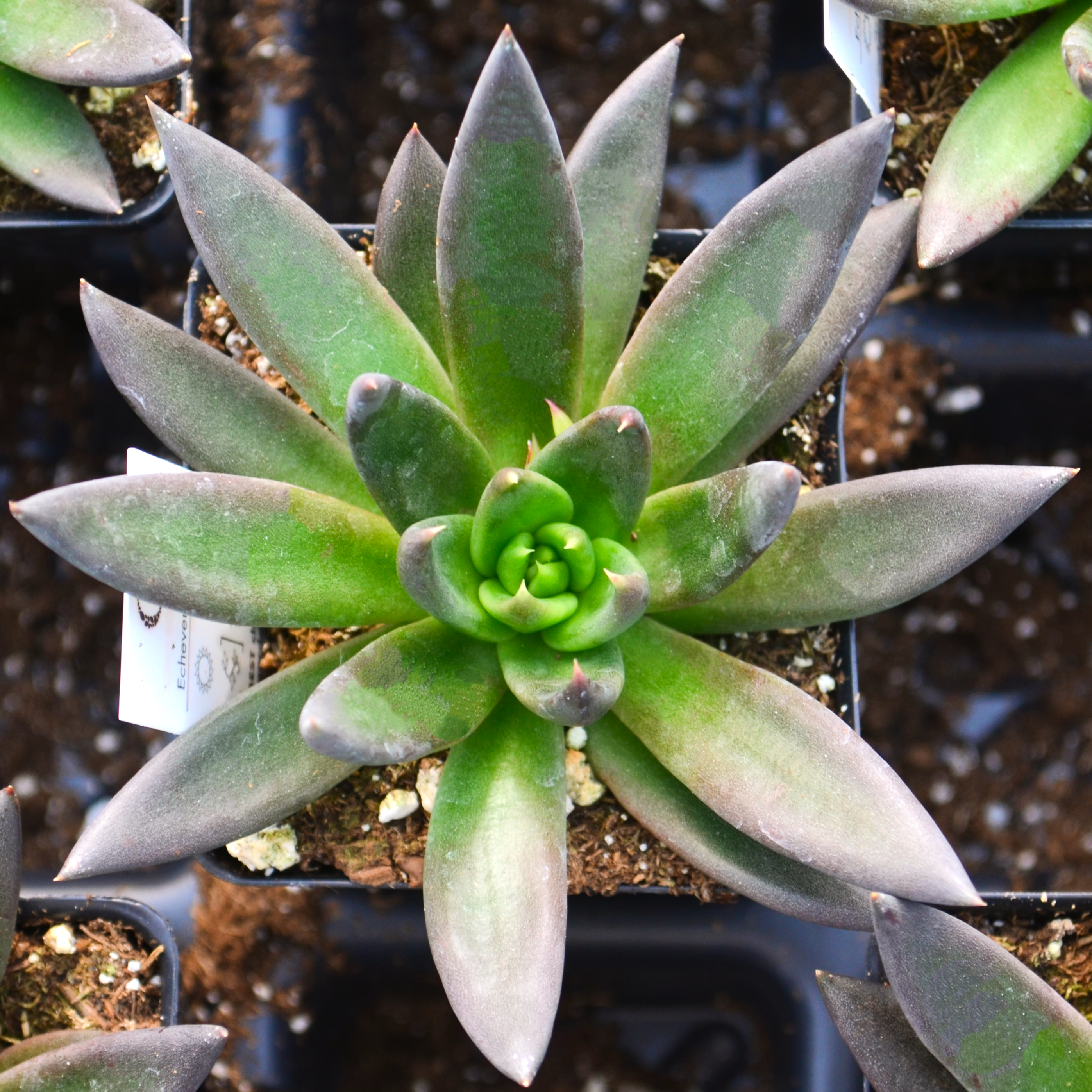 Echeveria affinis - Echeveria from Hillcrest Nursery