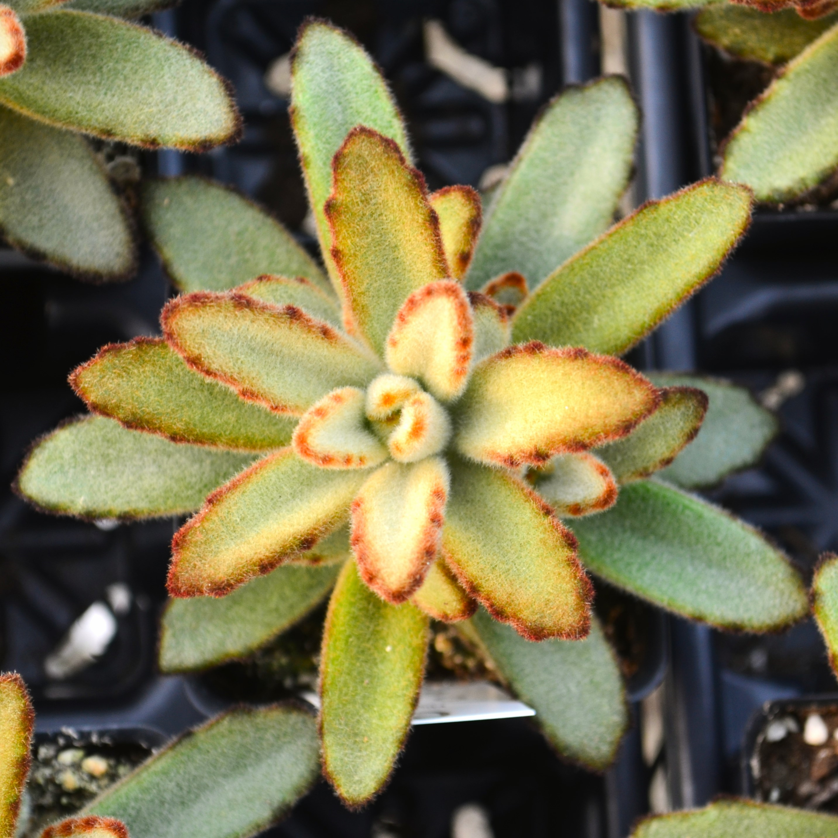 Kalanchoe tomentosa 'Nigrum' - Kalanchoe from Hillcrest Nursery