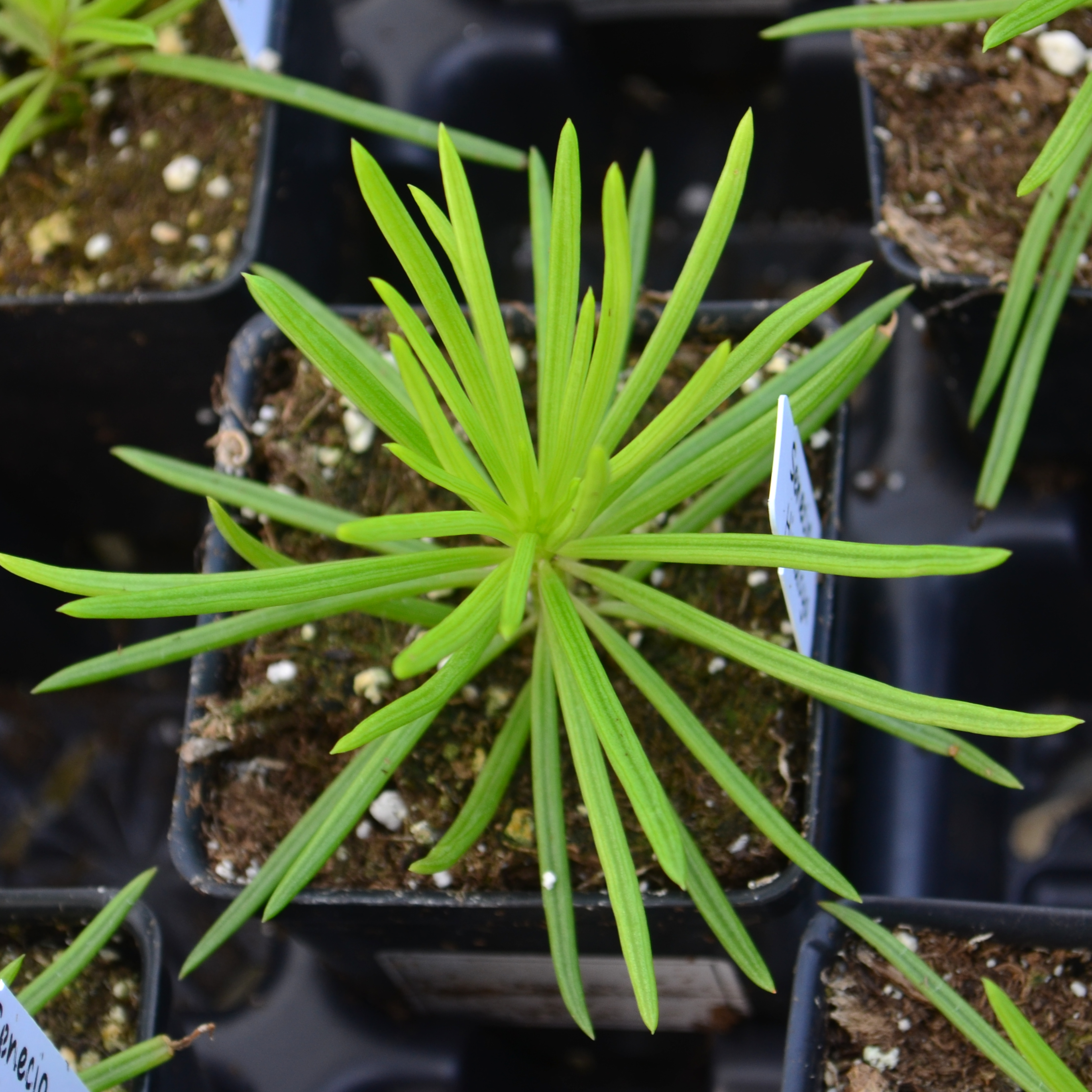 Senecio archeri 'Himalaya' - Senecio from Hillcrest Nursery