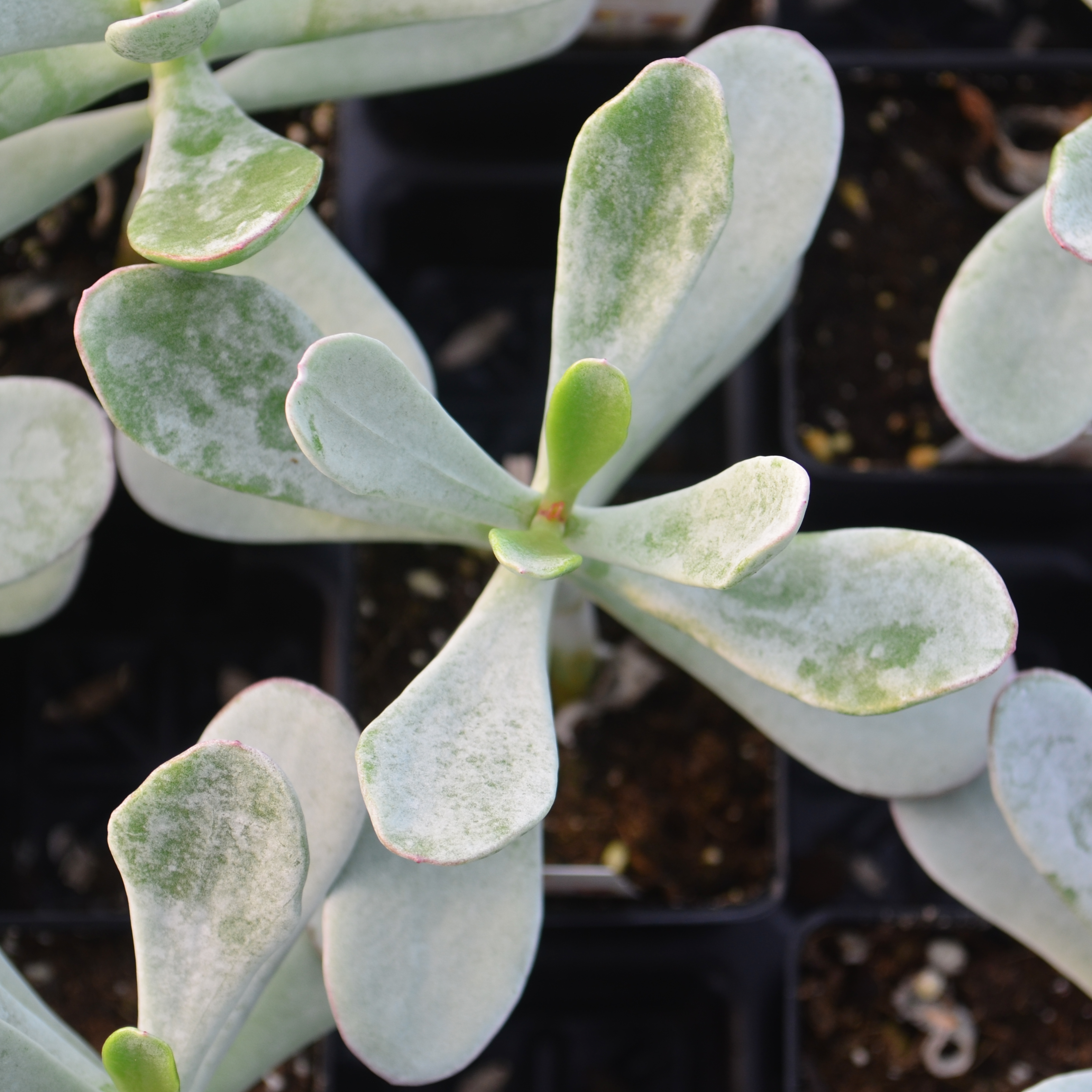 Cotyledon orbiculata 'Silver Peak' - Pigs Ear from Hillcrest Nursery