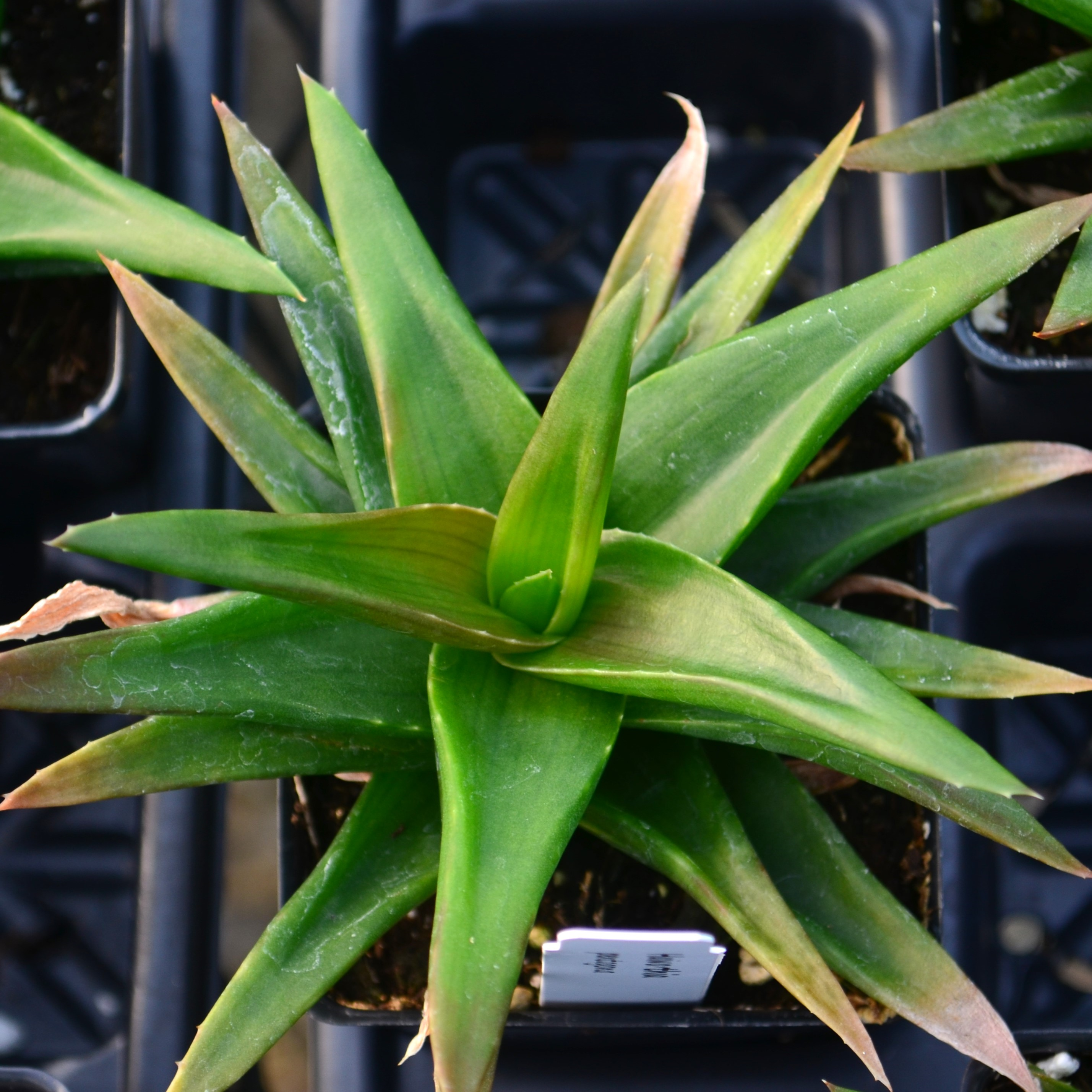 Haworthia pentagona - Haworthia from Hillcrest Nursery