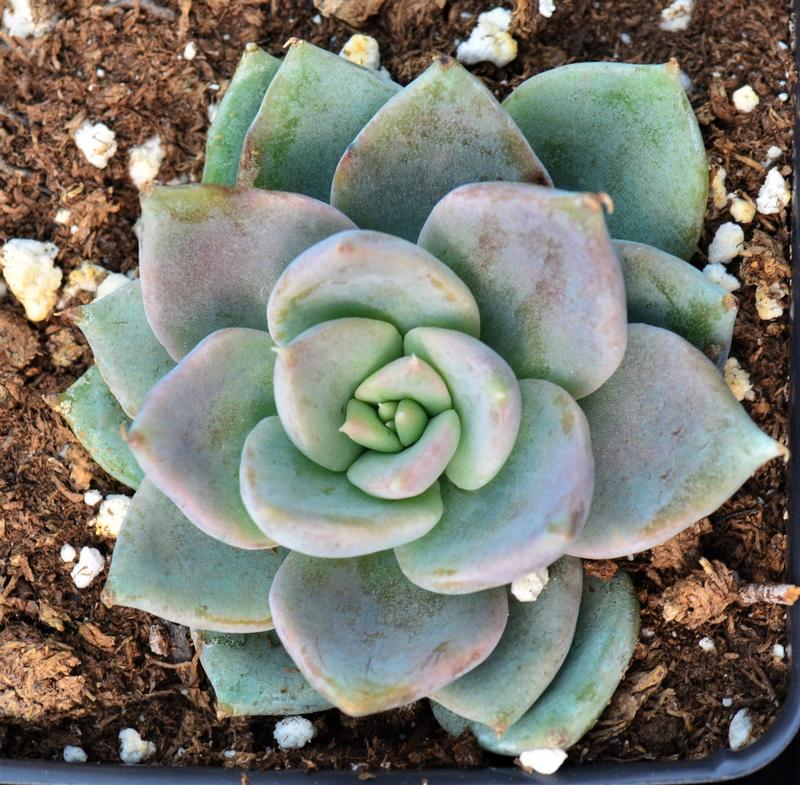 Echeveria 'Silver Queen' - Echeveria from Hillcrest Nursery