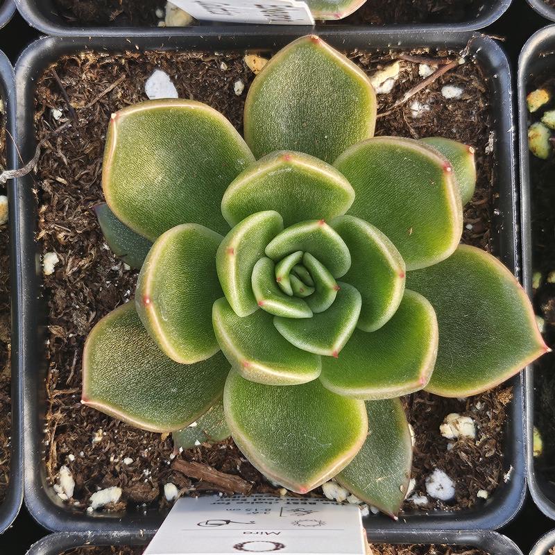 Echeveria - Echeveria Mira from Hillcrest Nursery